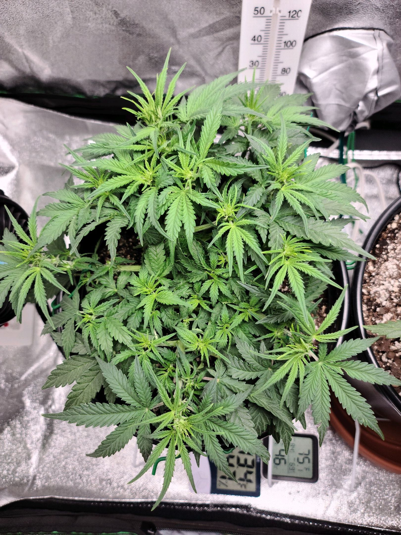 Critical Purple Auto growlog photo 44