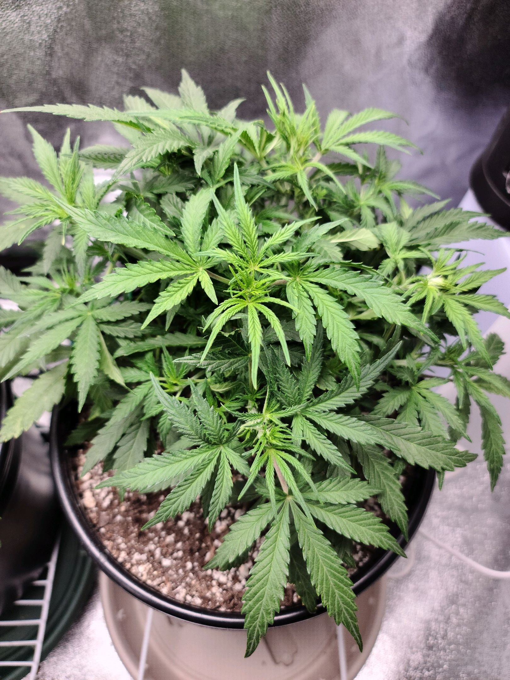 Critical Purple Auto growlog photo 45