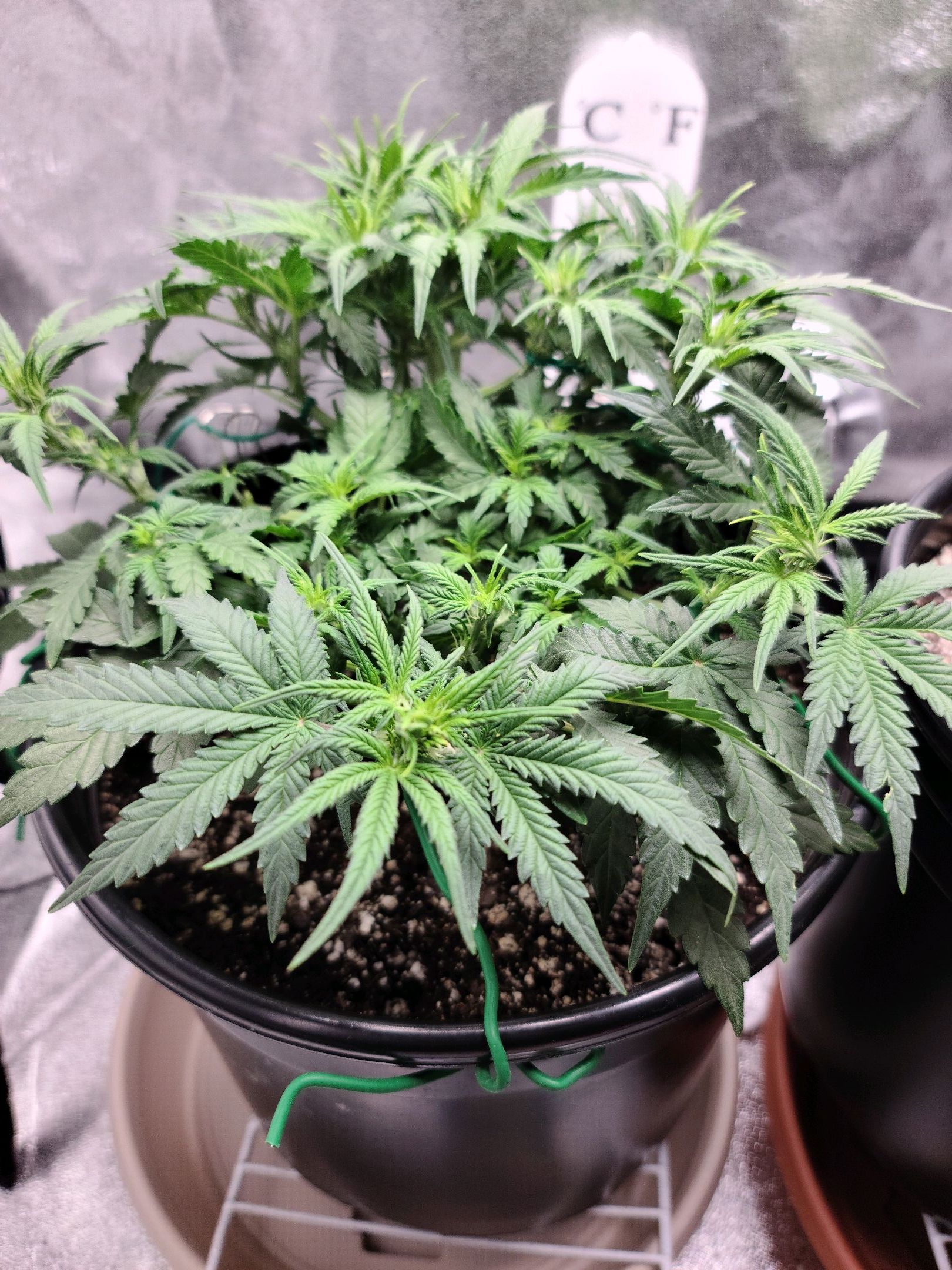 Critical Purple Auto growlog photo 46