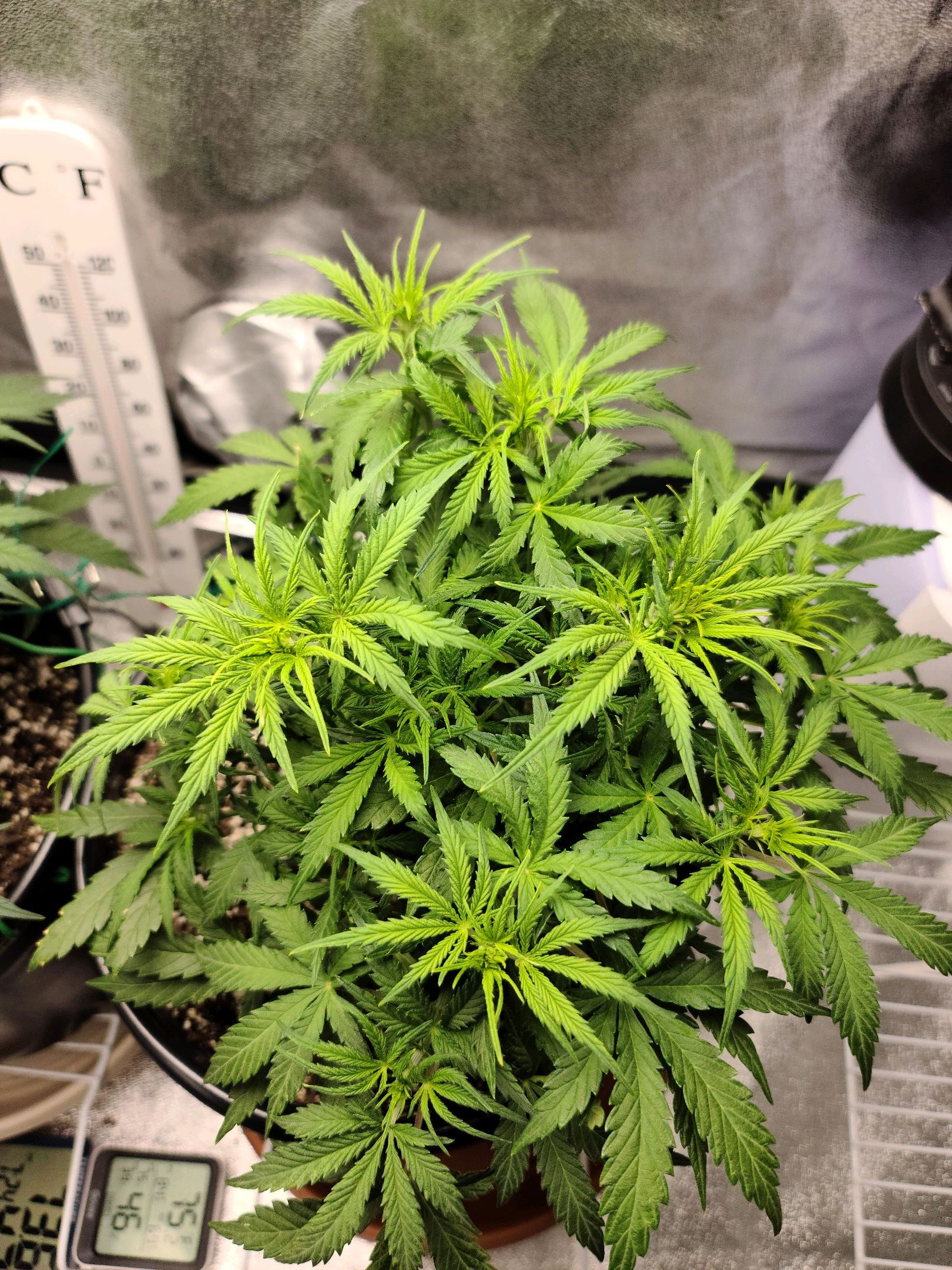 Critical Purple Auto growlog photo 47