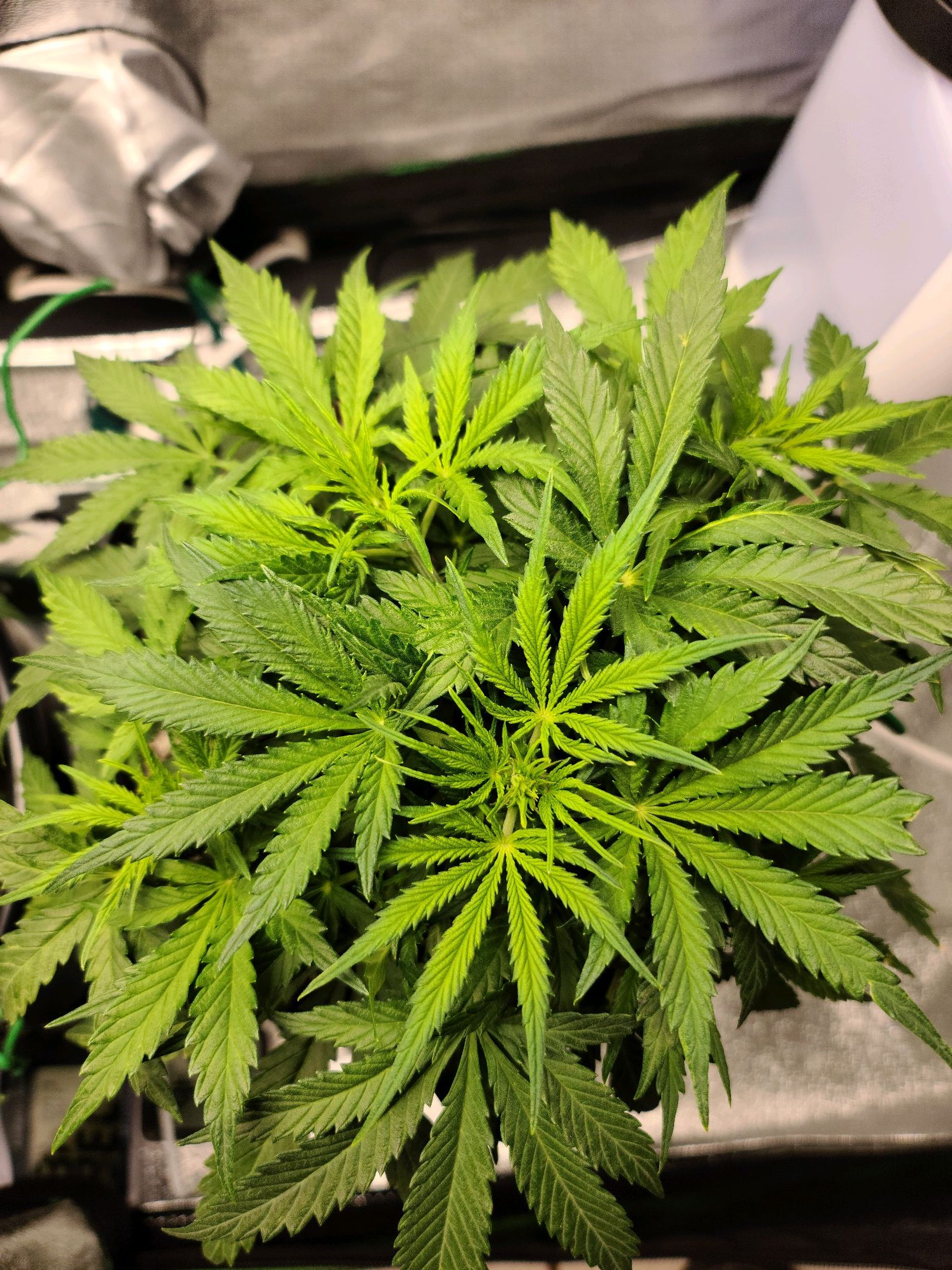 Critical Purple Auto growlog photo 48