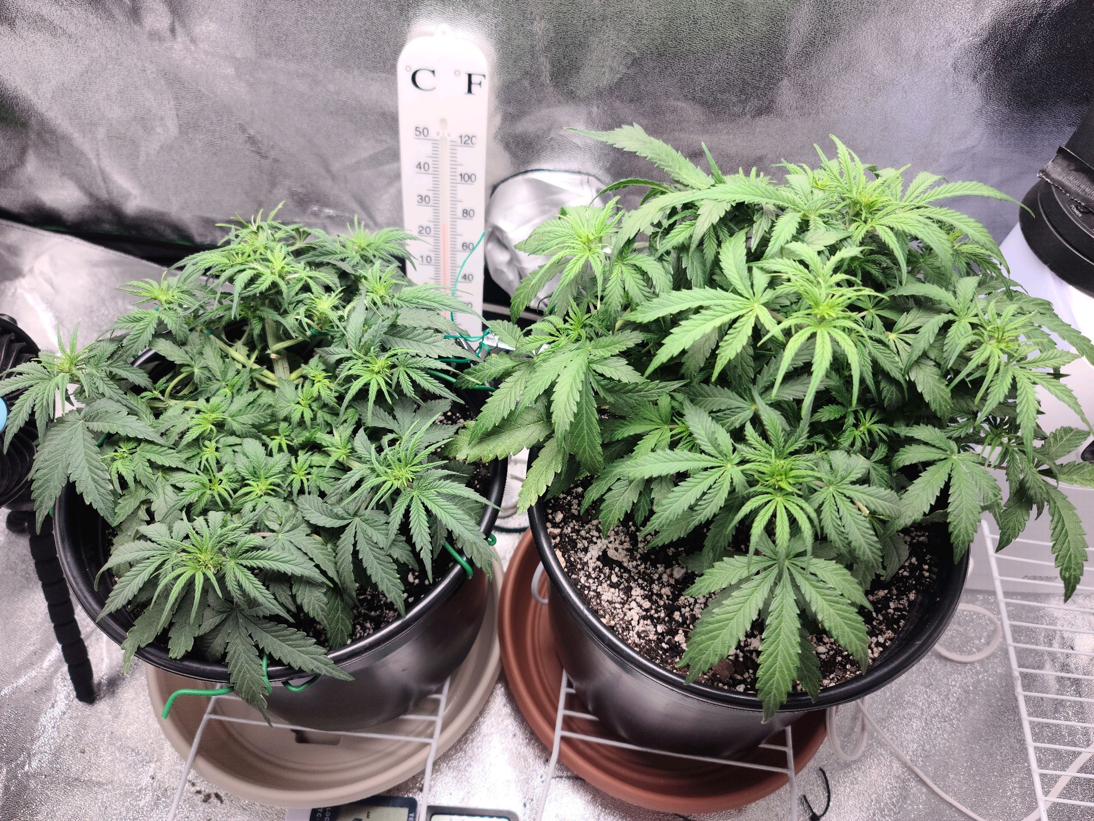 Critical Purple Auto growlog photo 49