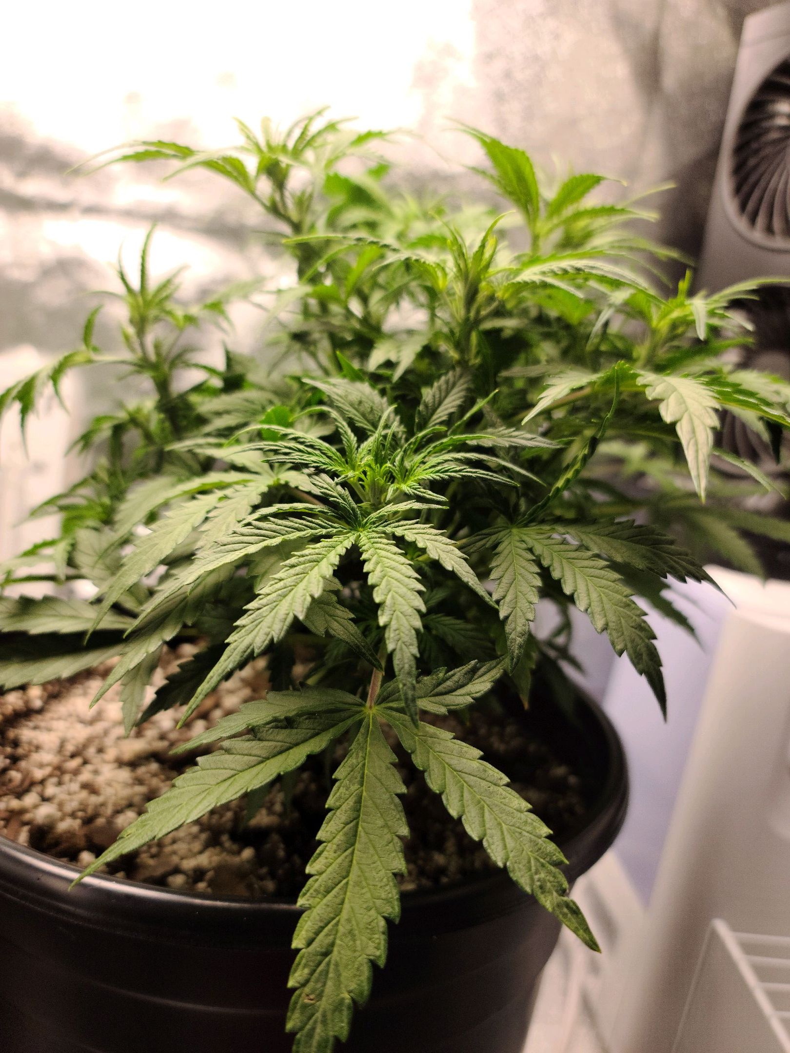 Critical Purple Auto growlog photo 50