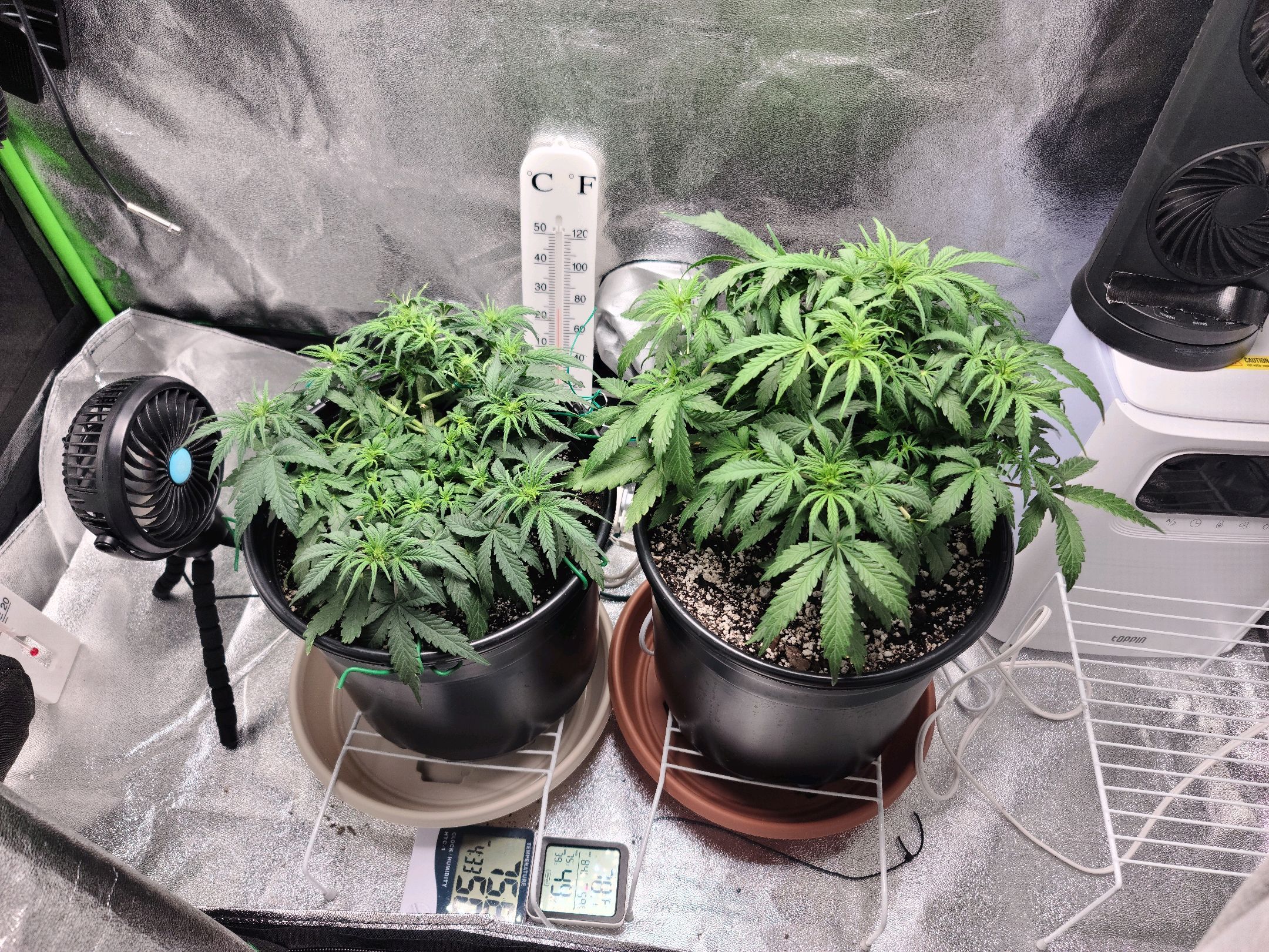 Critical Purple Auto growlog photo 51