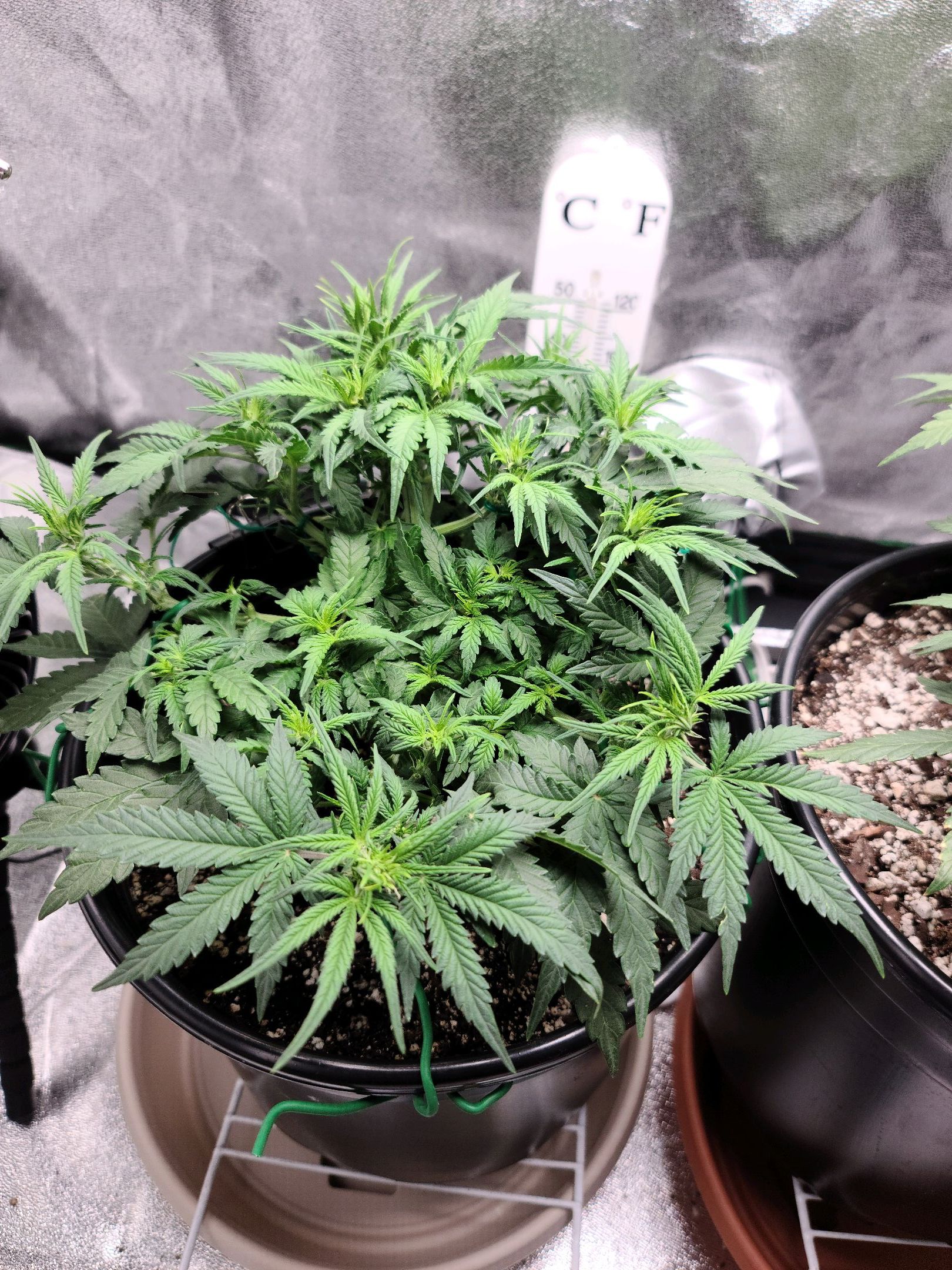 Critical Purple Auto growlog photo 52