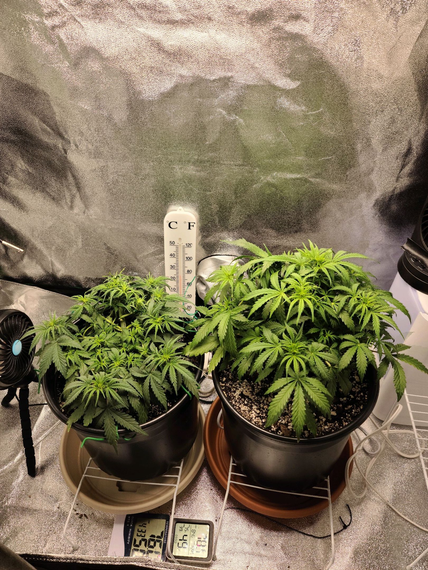 Critical Purple Auto growlog photo 53