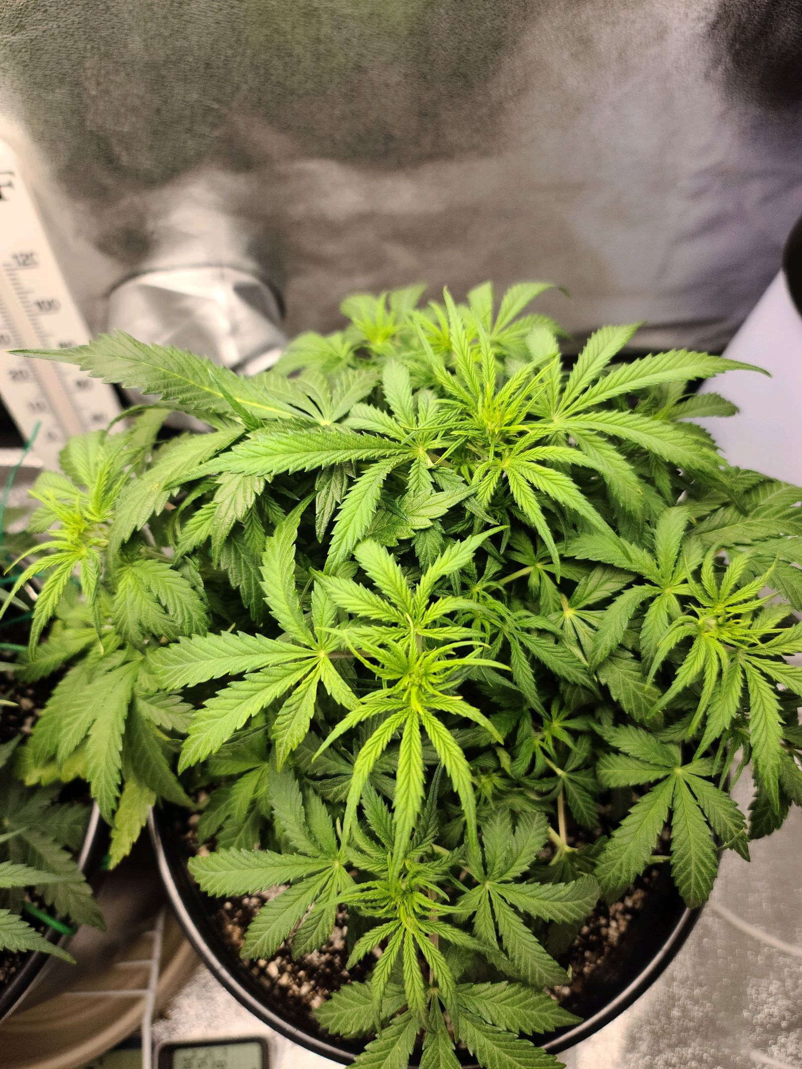 Critical Purple Auto growlog photo 54