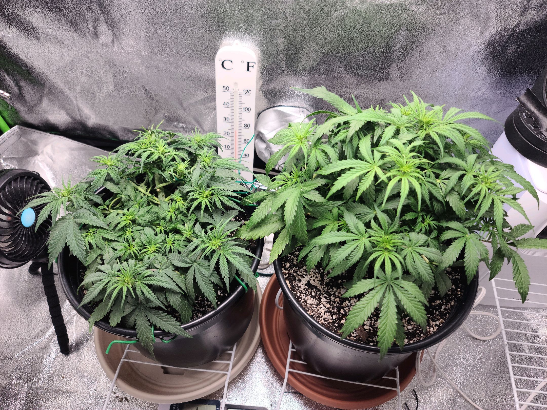 Critical Purple Auto growlog photo 55