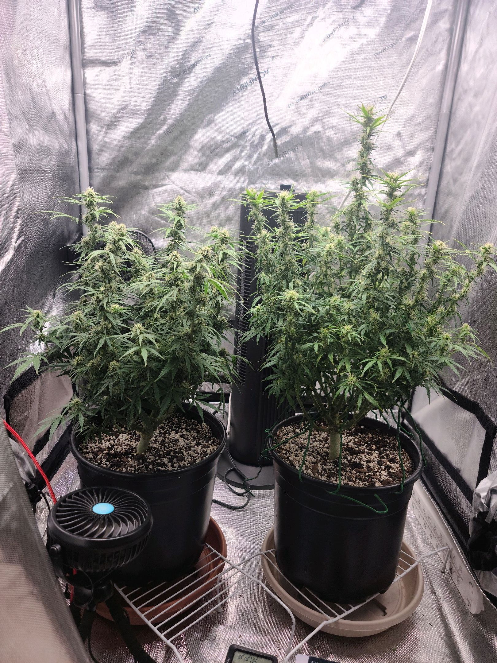 Critical Purple Auto growlog photo 56