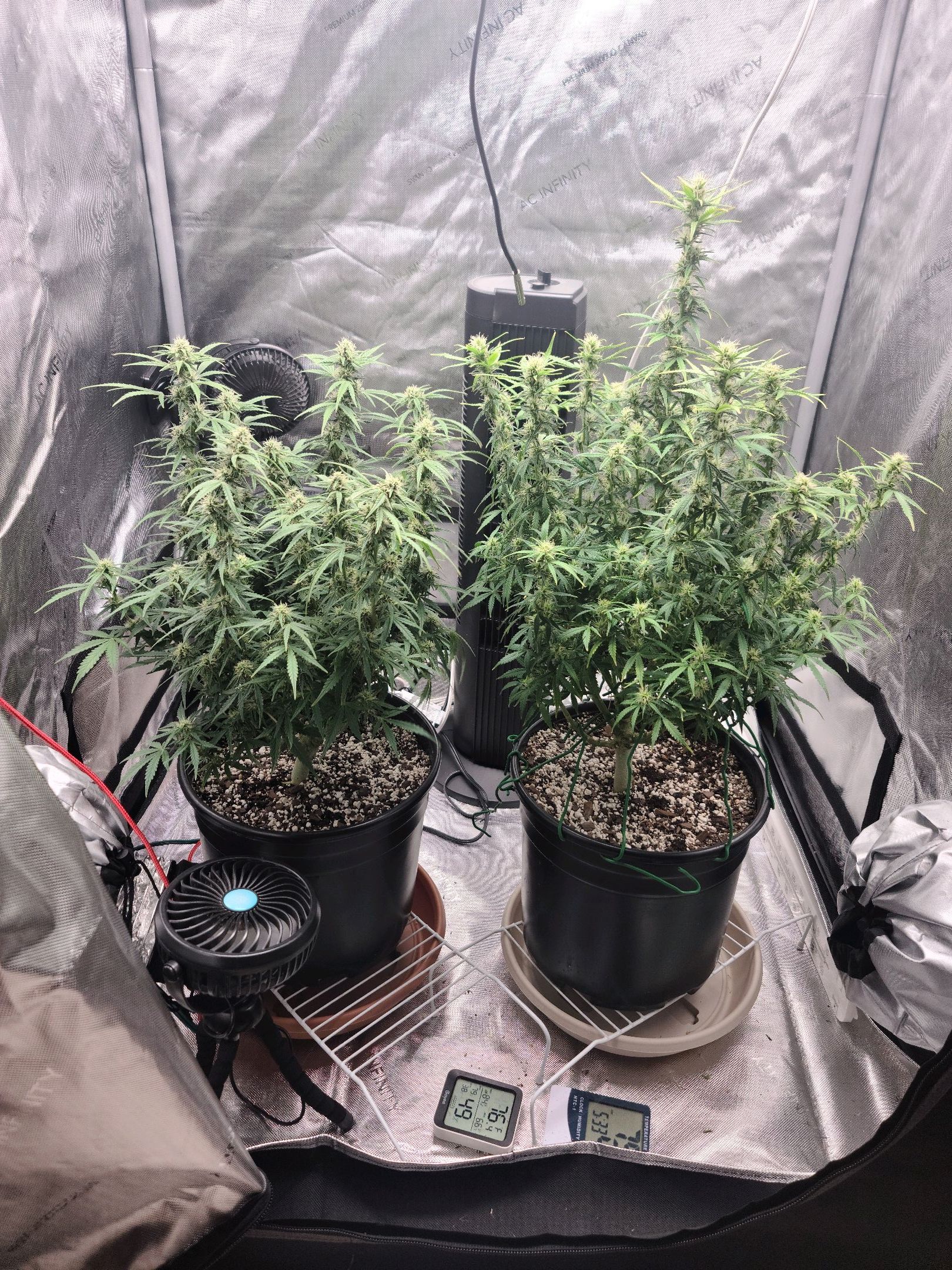 Critical Purple Auto growlog photo 57