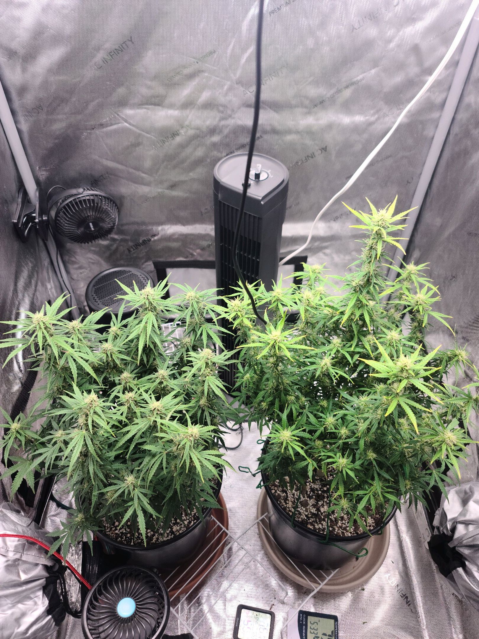 Critical Purple Auto growlog photo 58