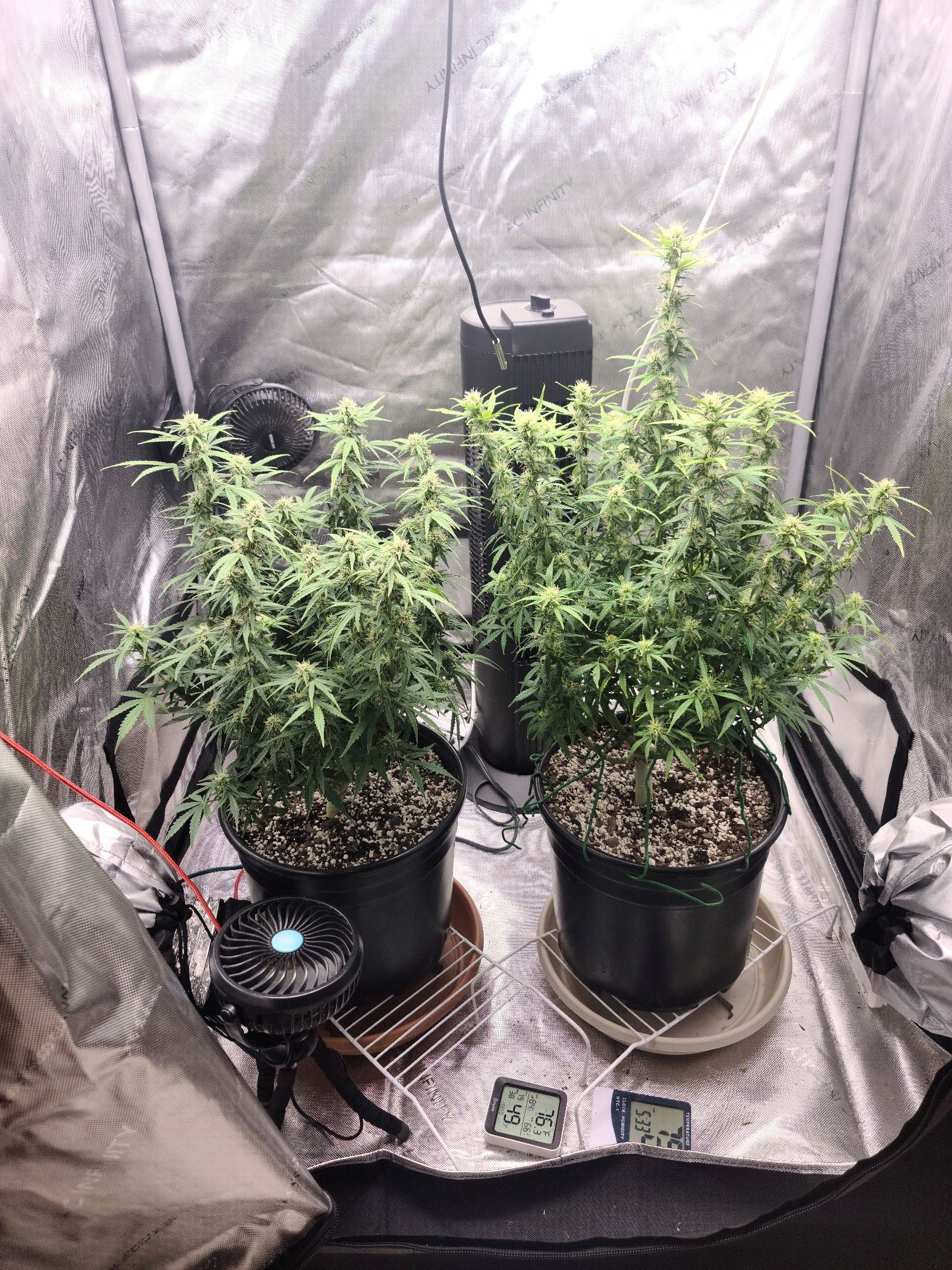 Critical Purple Auto growlog photo 59