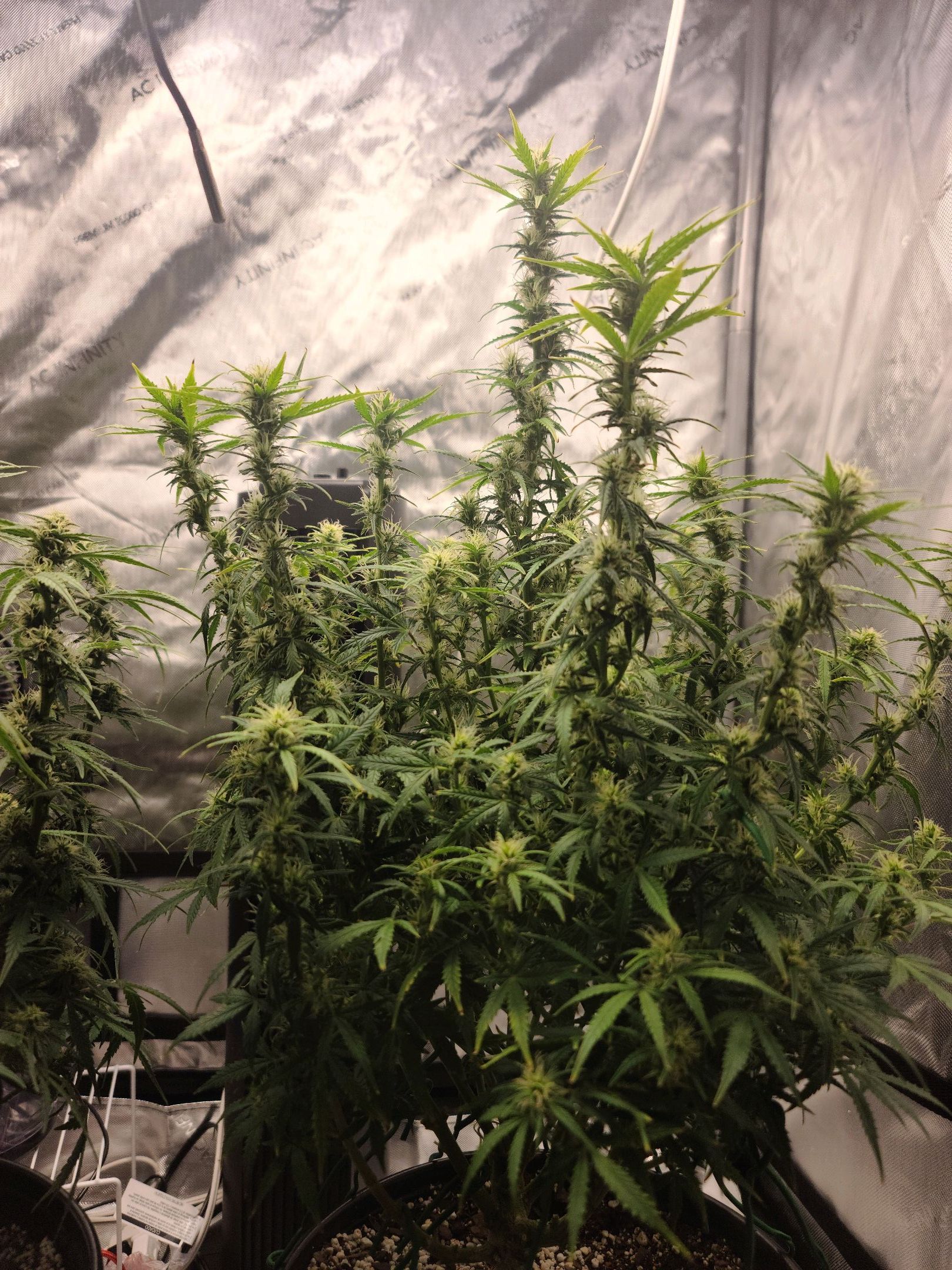 Critical Purple Auto growlog photo 60