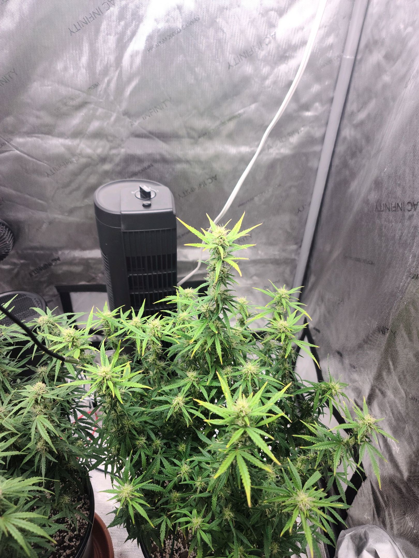 Critical Purple Auto growlog photo 61