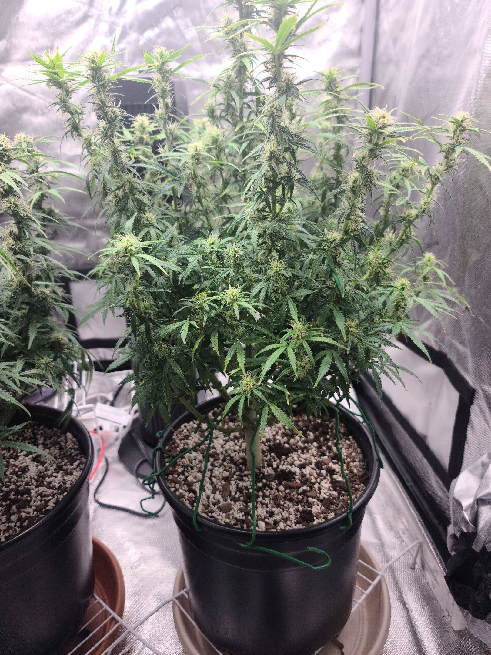 Critical Purple Auto growlog photo 62