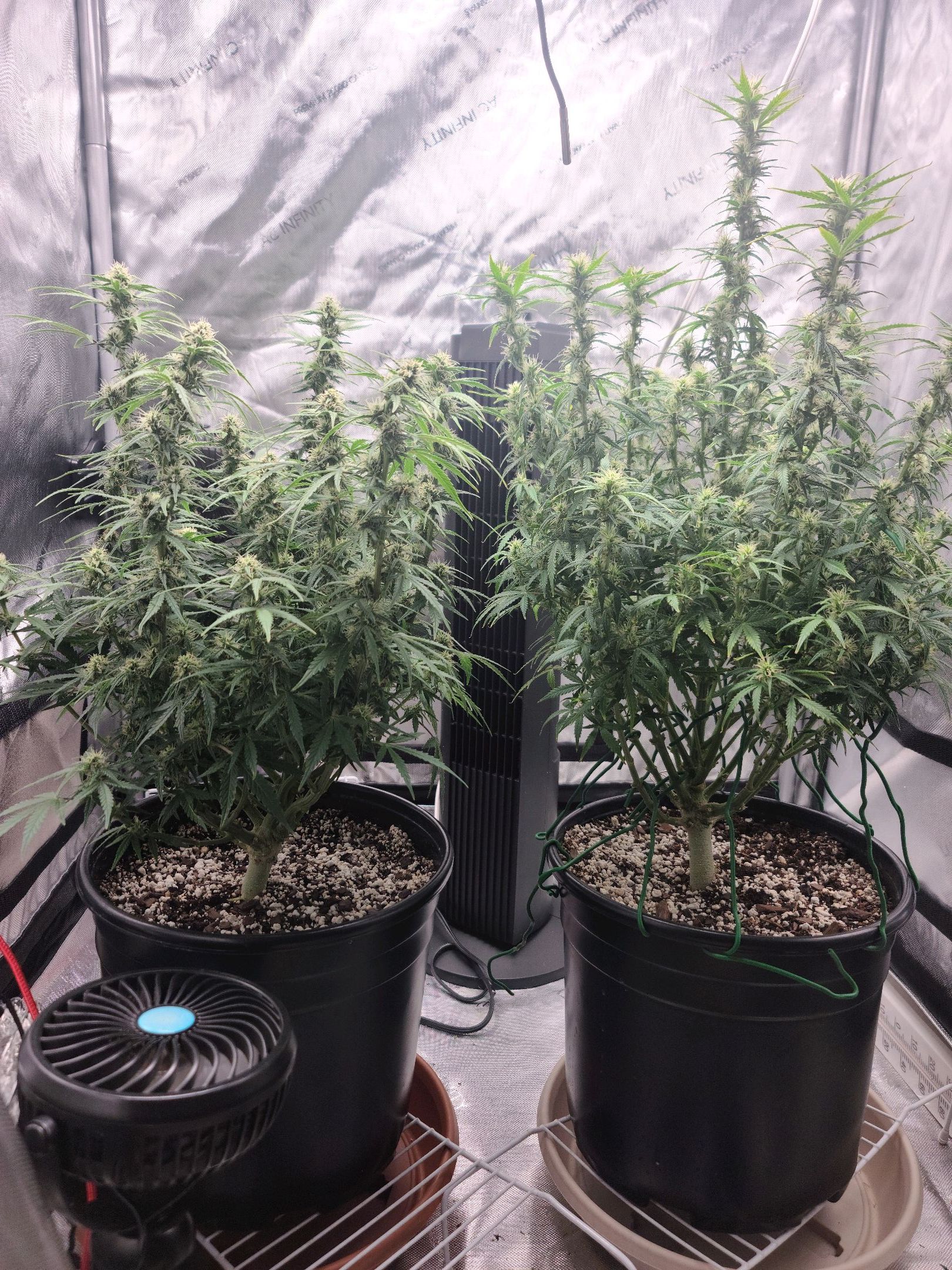 Critical Purple Auto growlog photo 63