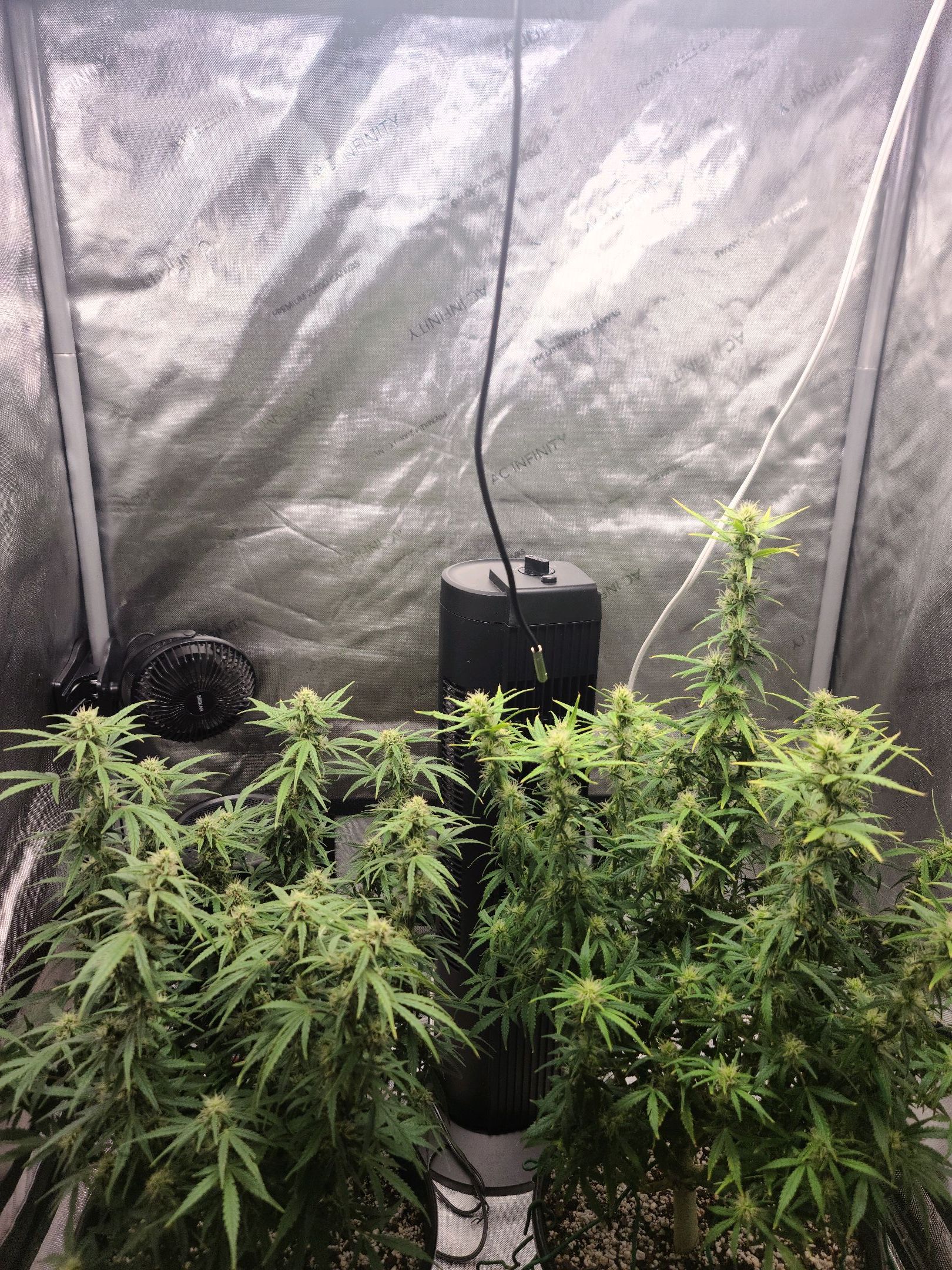 Critical Purple Auto growlog photo 64