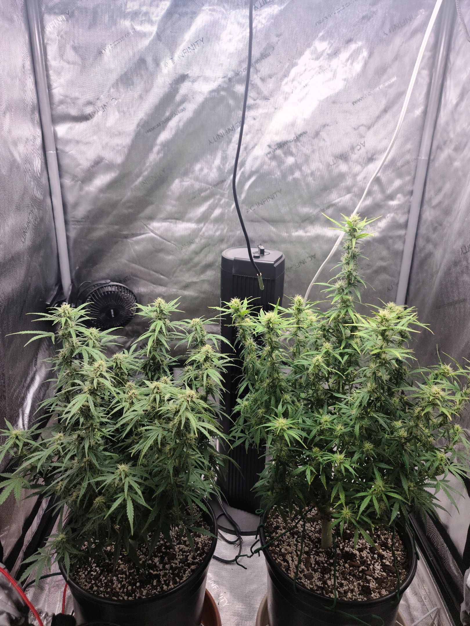 Critical Purple Auto growlog photo 65