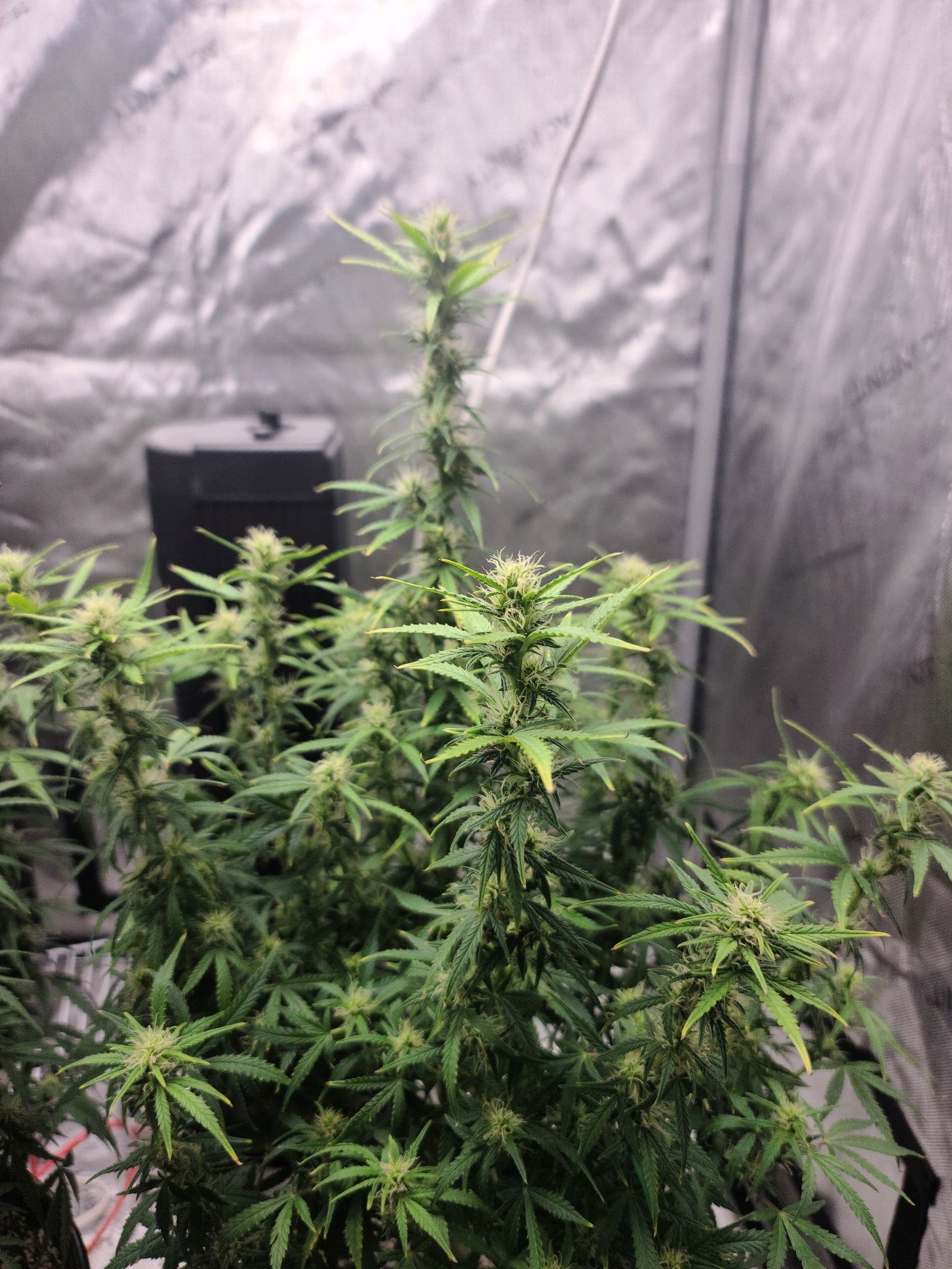 Critical Purple Auto growlog photo 66