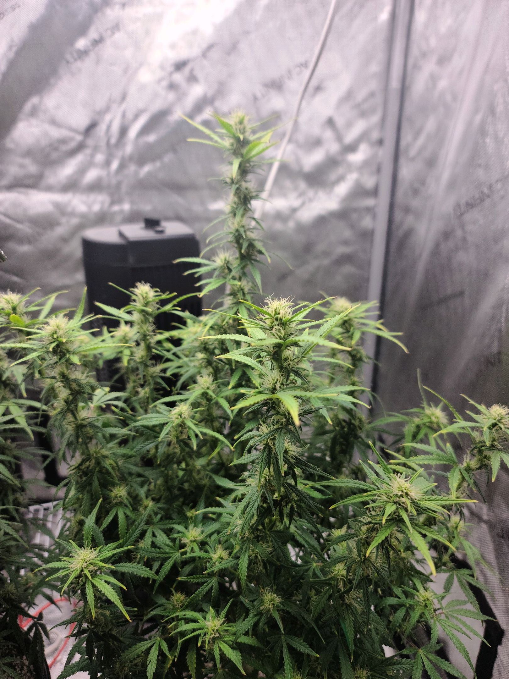 Critical Purple Auto growlog photo 67