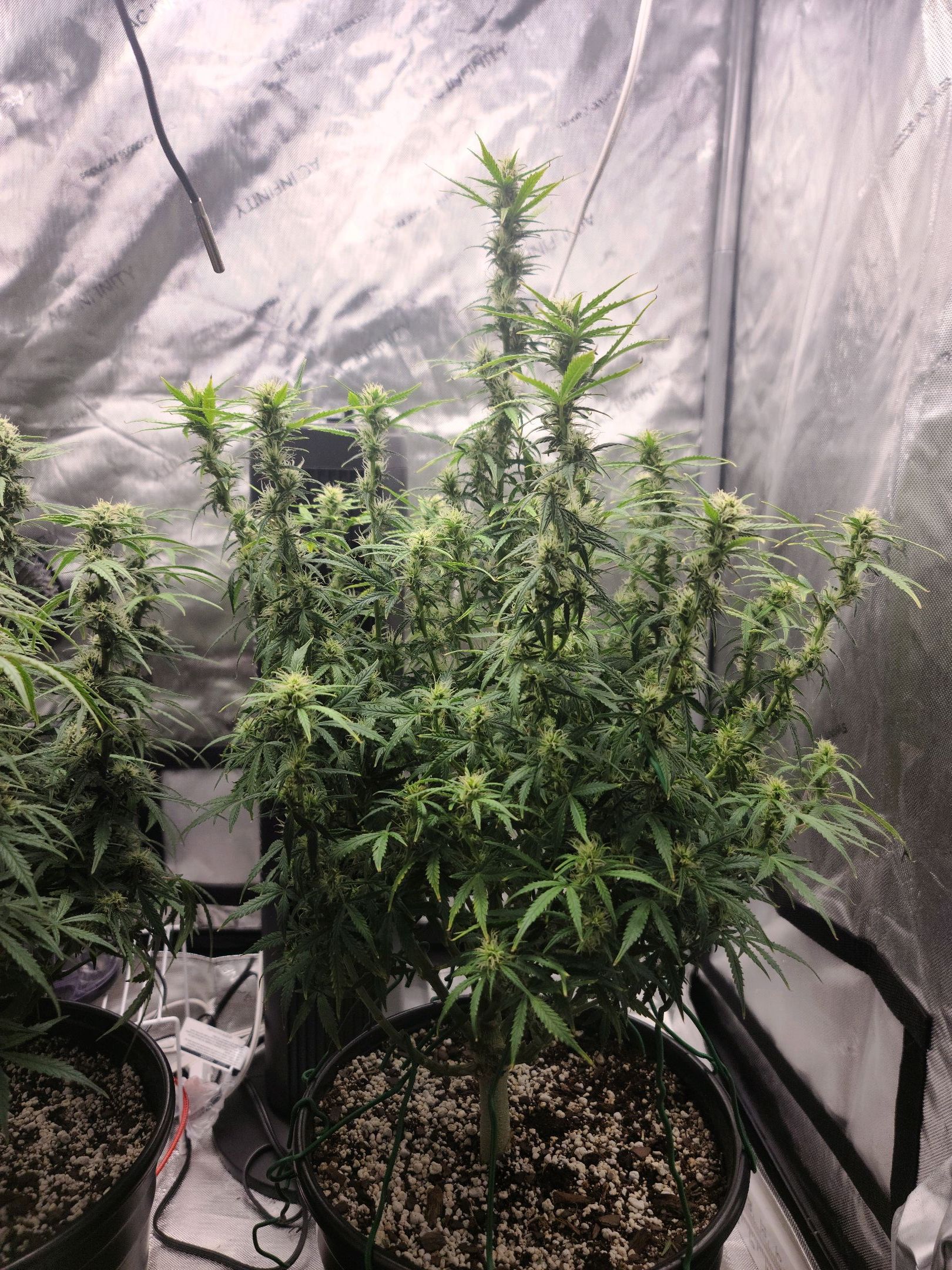 Critical Purple Auto growlog photo 68