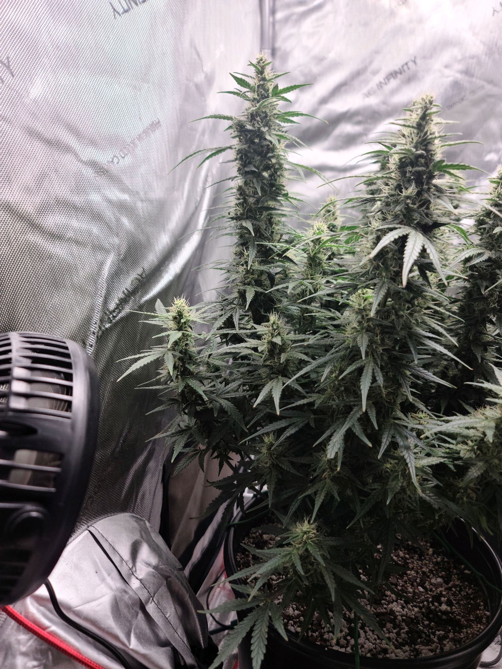 Critical Purple Auto growlog photo 70