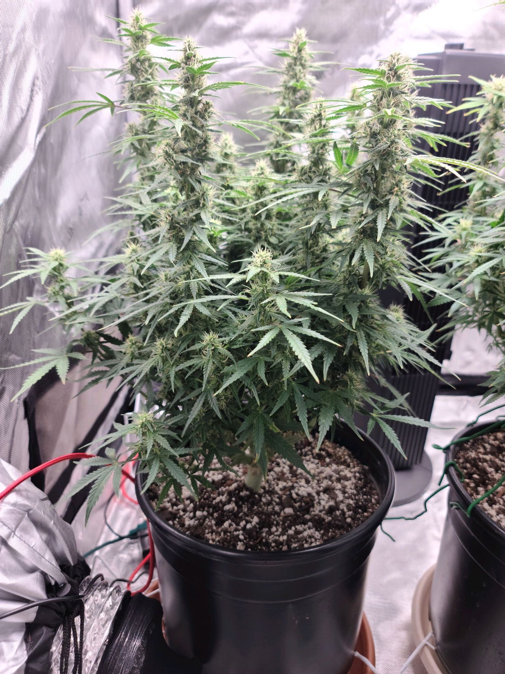 Critical Purple Auto growlog photo 69
