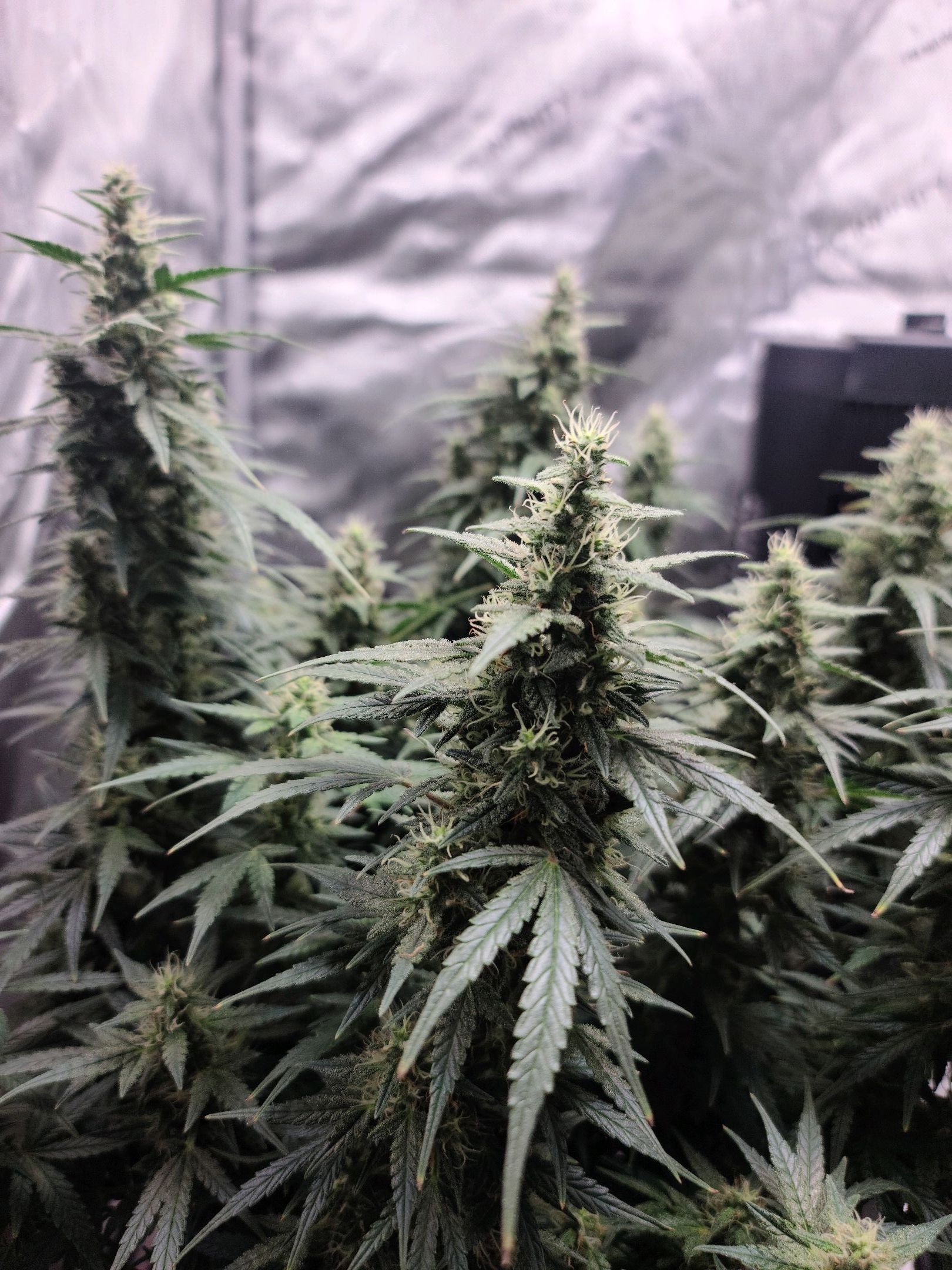 Critical Purple Auto growlog photo 71