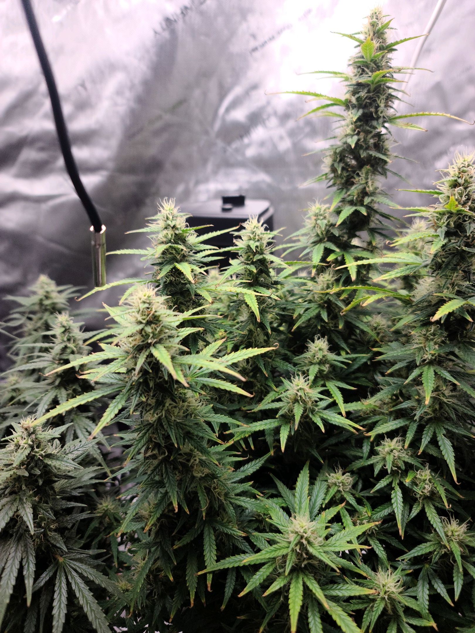 Critical Purple Auto growlog photo 73