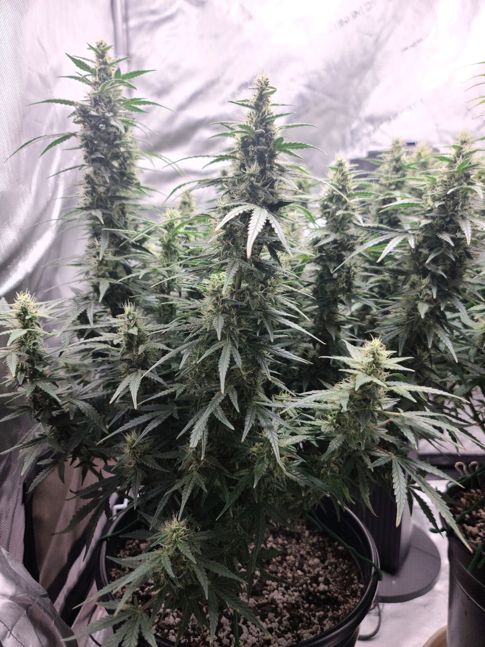 Critical Purple Auto growlog photo 74