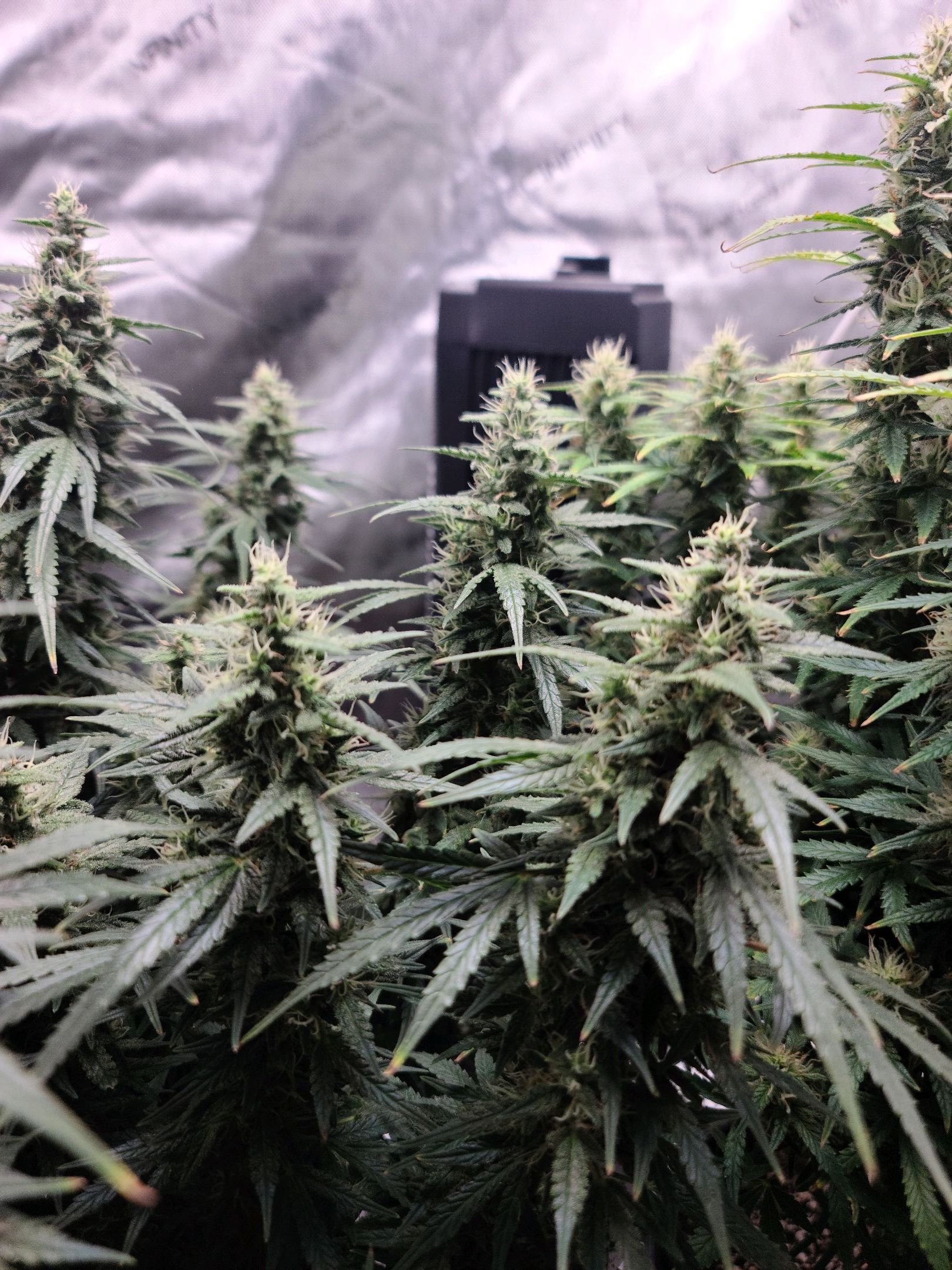 Critical Purple Auto growlog photo 75