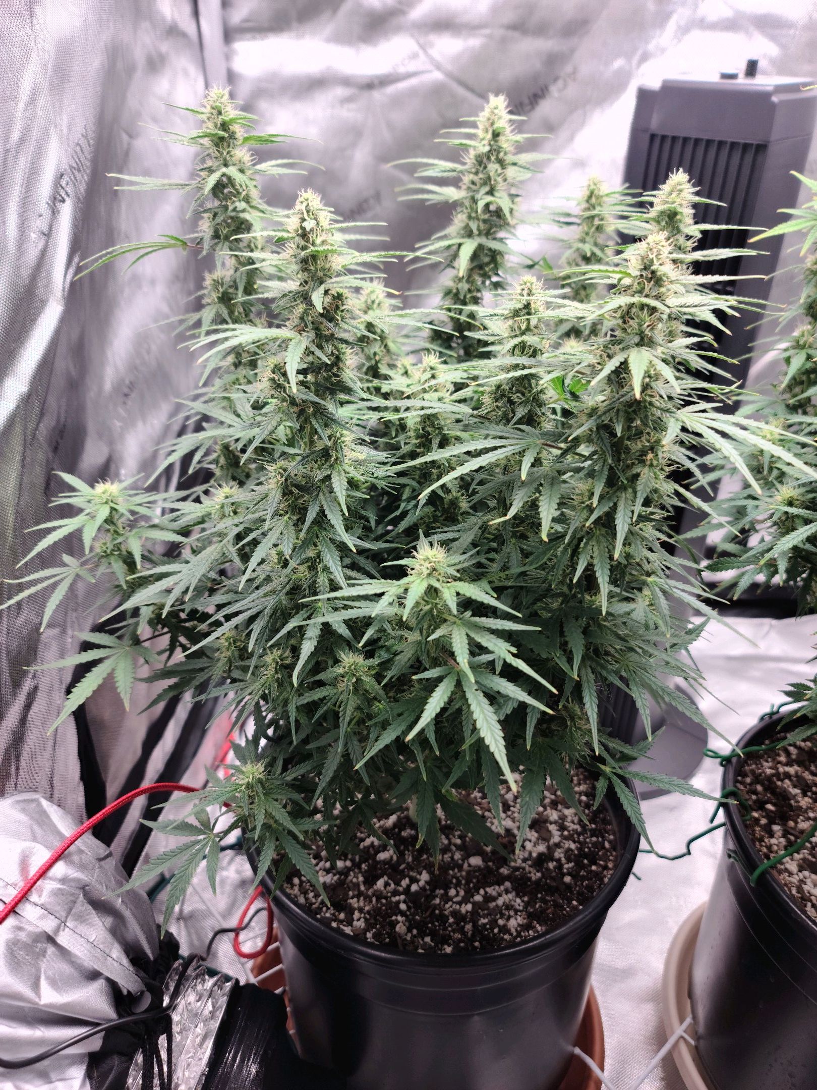 Critical Purple Auto growlog photo 76