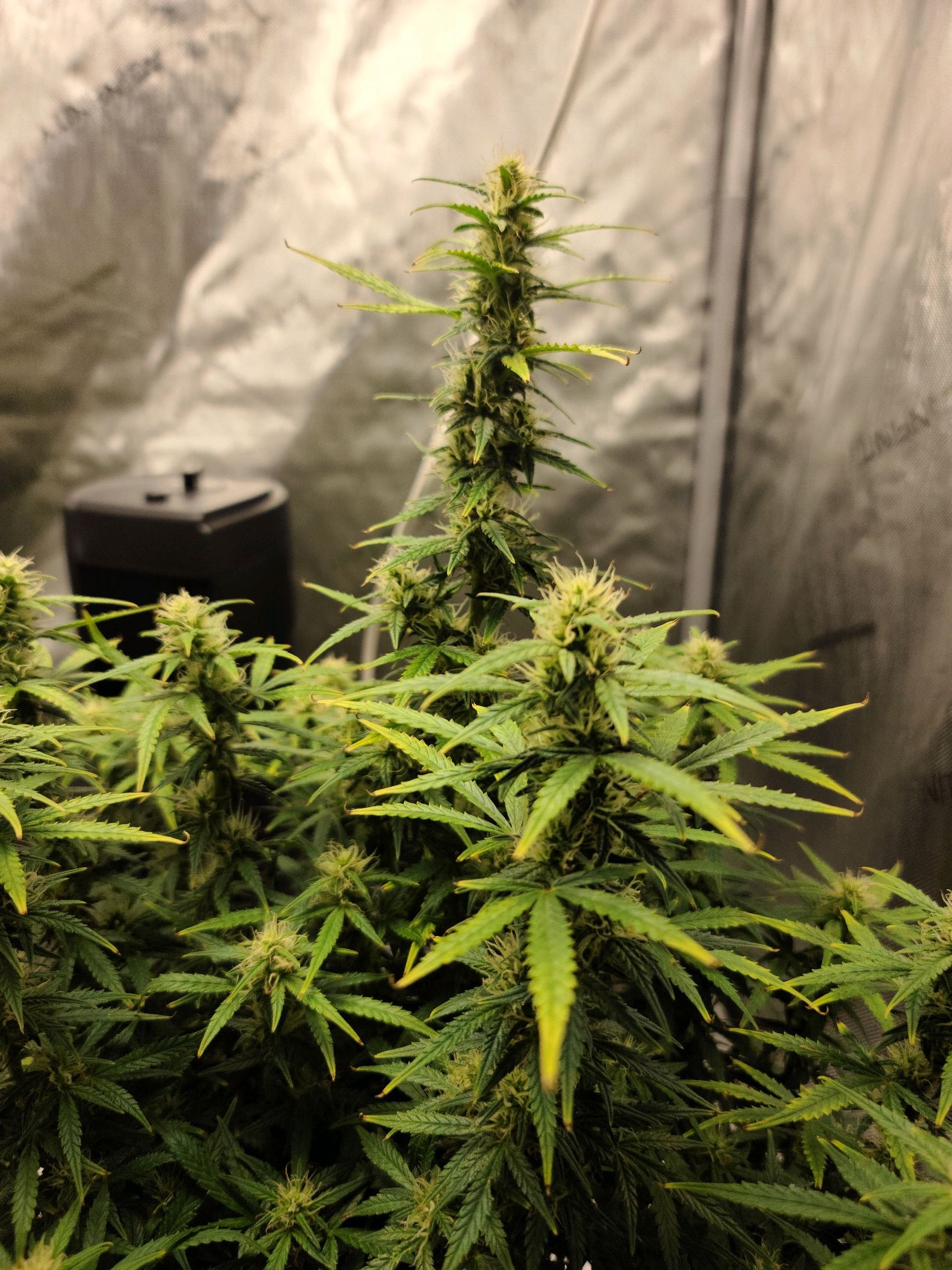 Critical Purple Auto growlog photo 77