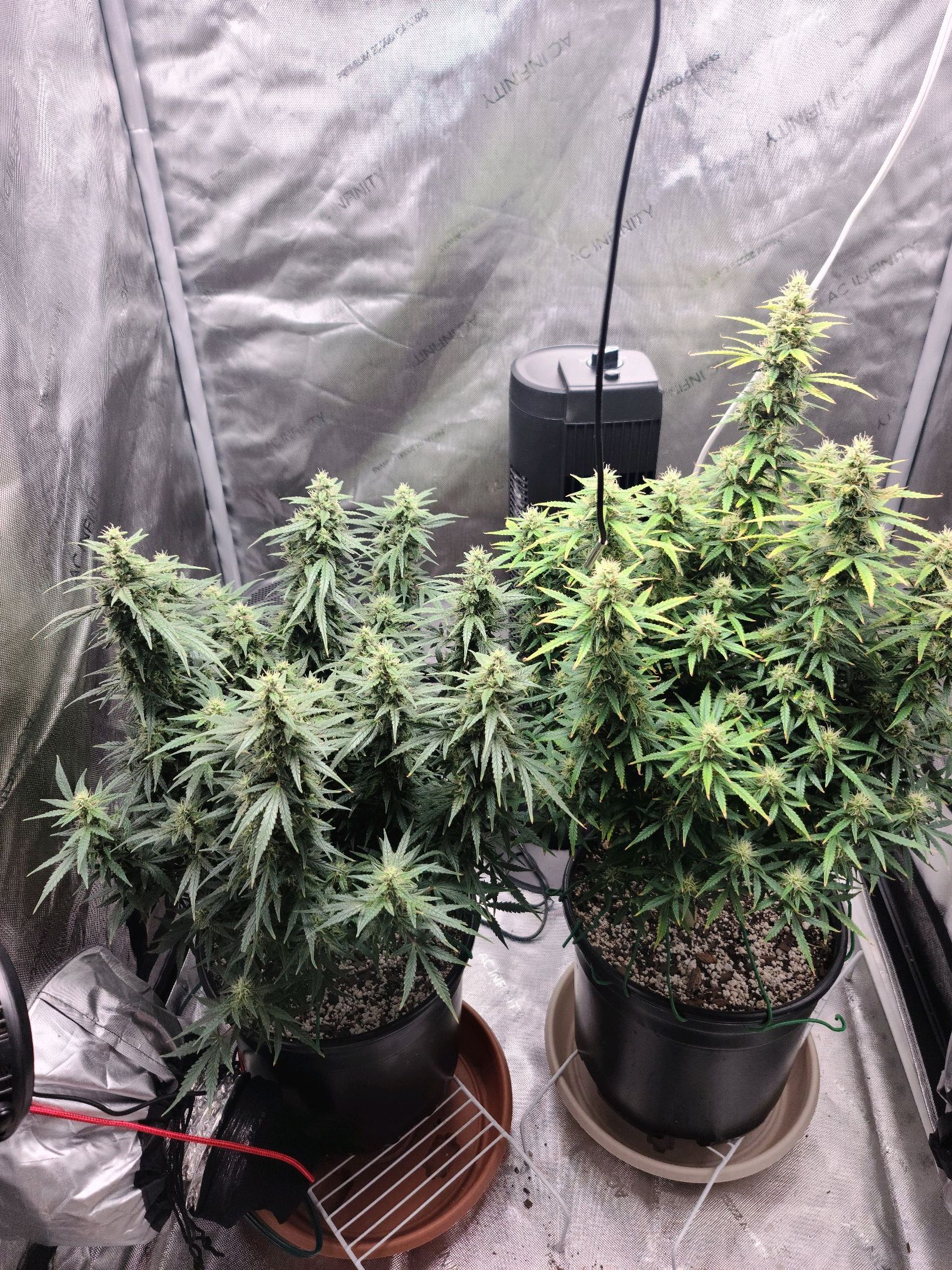 Critical Purple Auto growlog photo 78