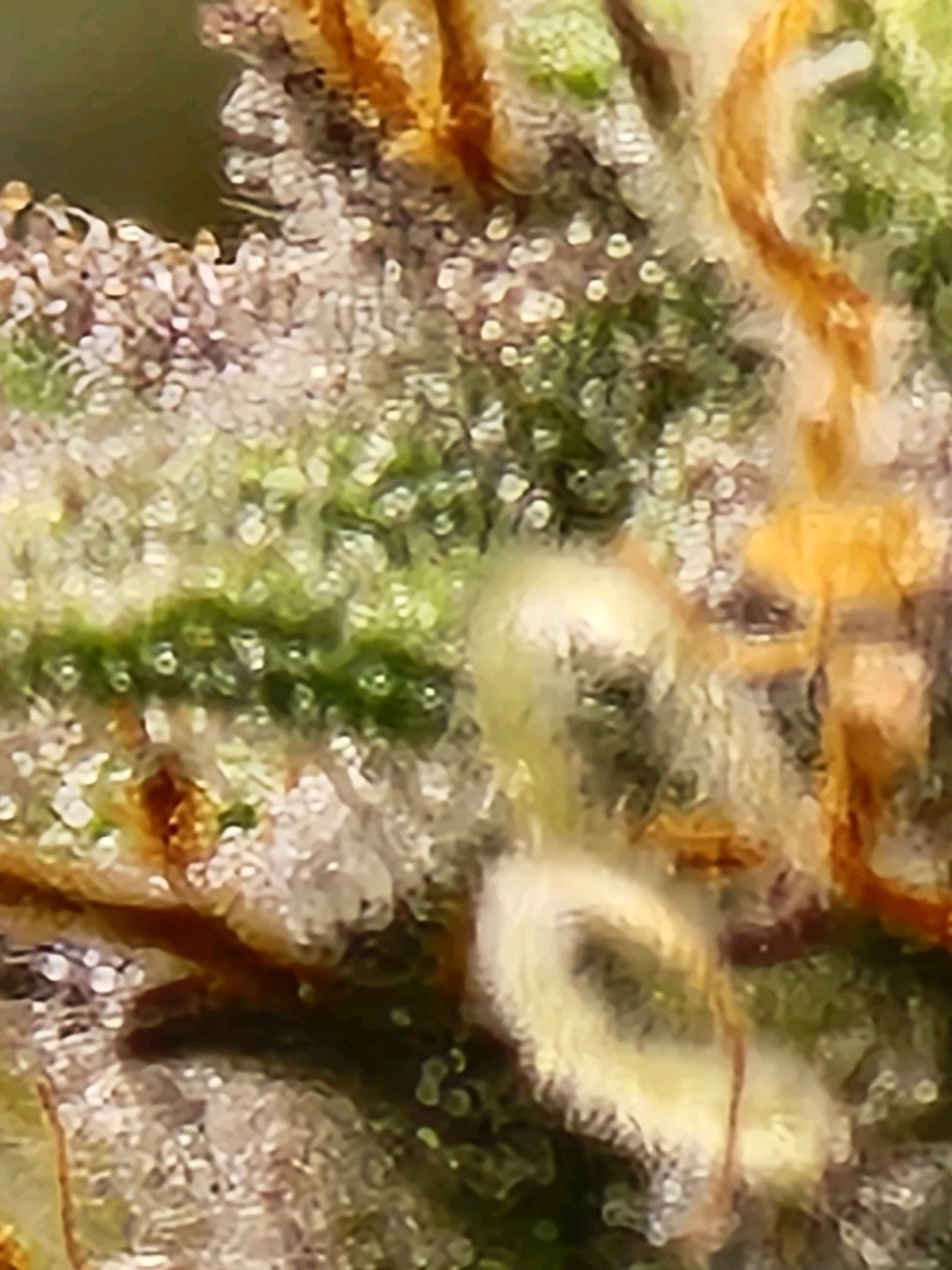 Critical Purple Auto growlog photo 79