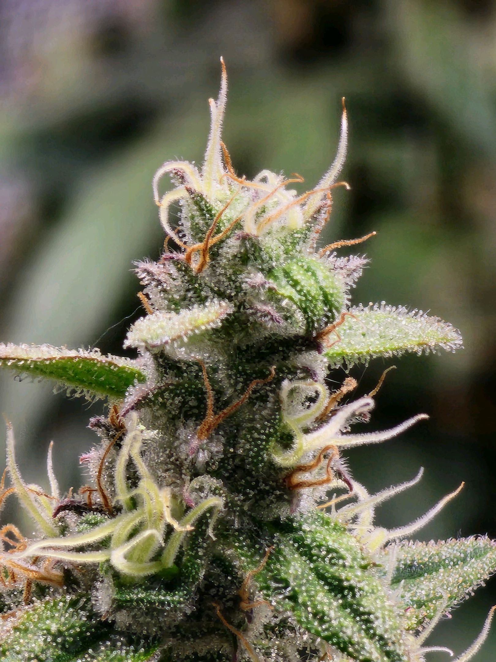 Critical Purple Auto growlog photo 80