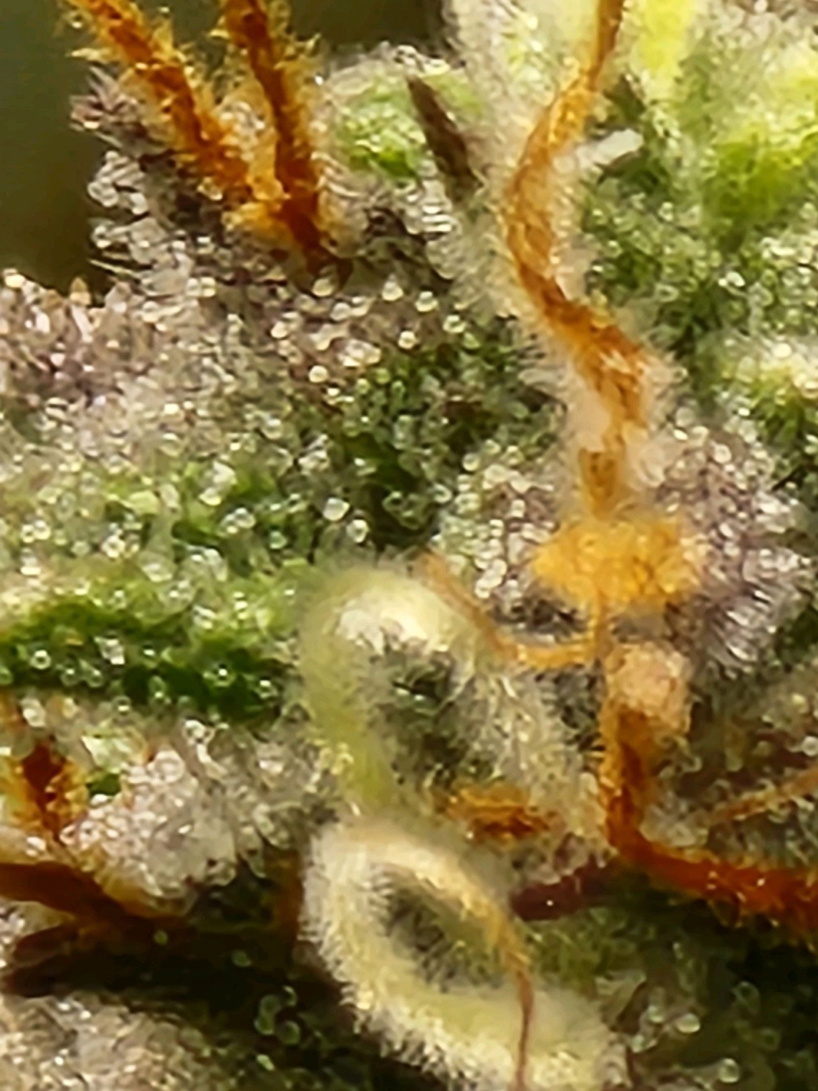 Critical Purple Auto growlog photo 81