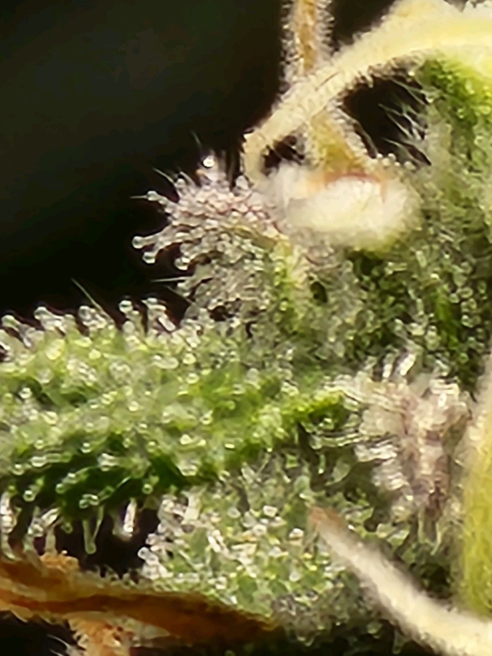 Critical Purple Auto growlog photo 82