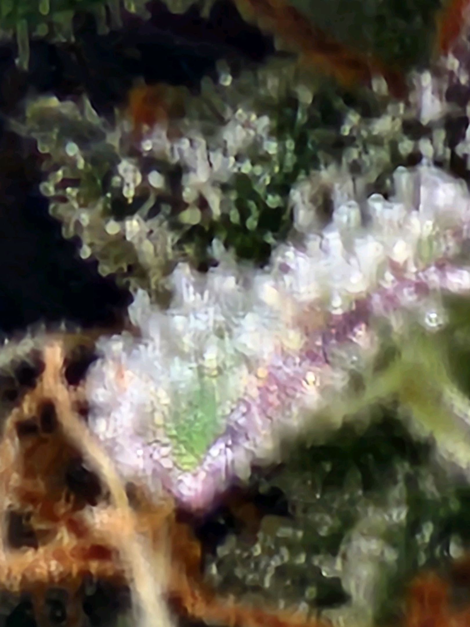 Critical Purple Auto growlog photo 83