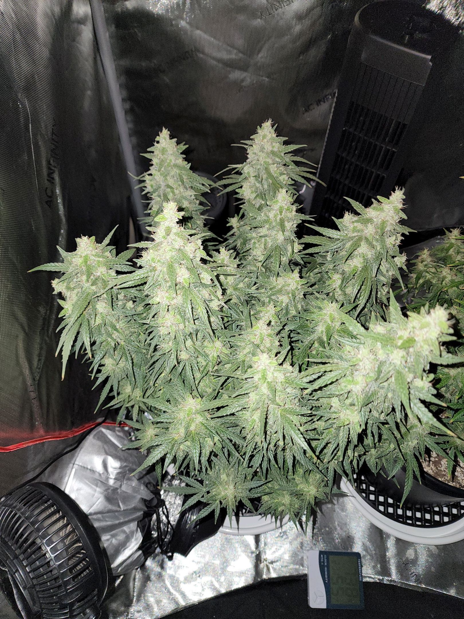 Critical Purple Auto growlog photo 87