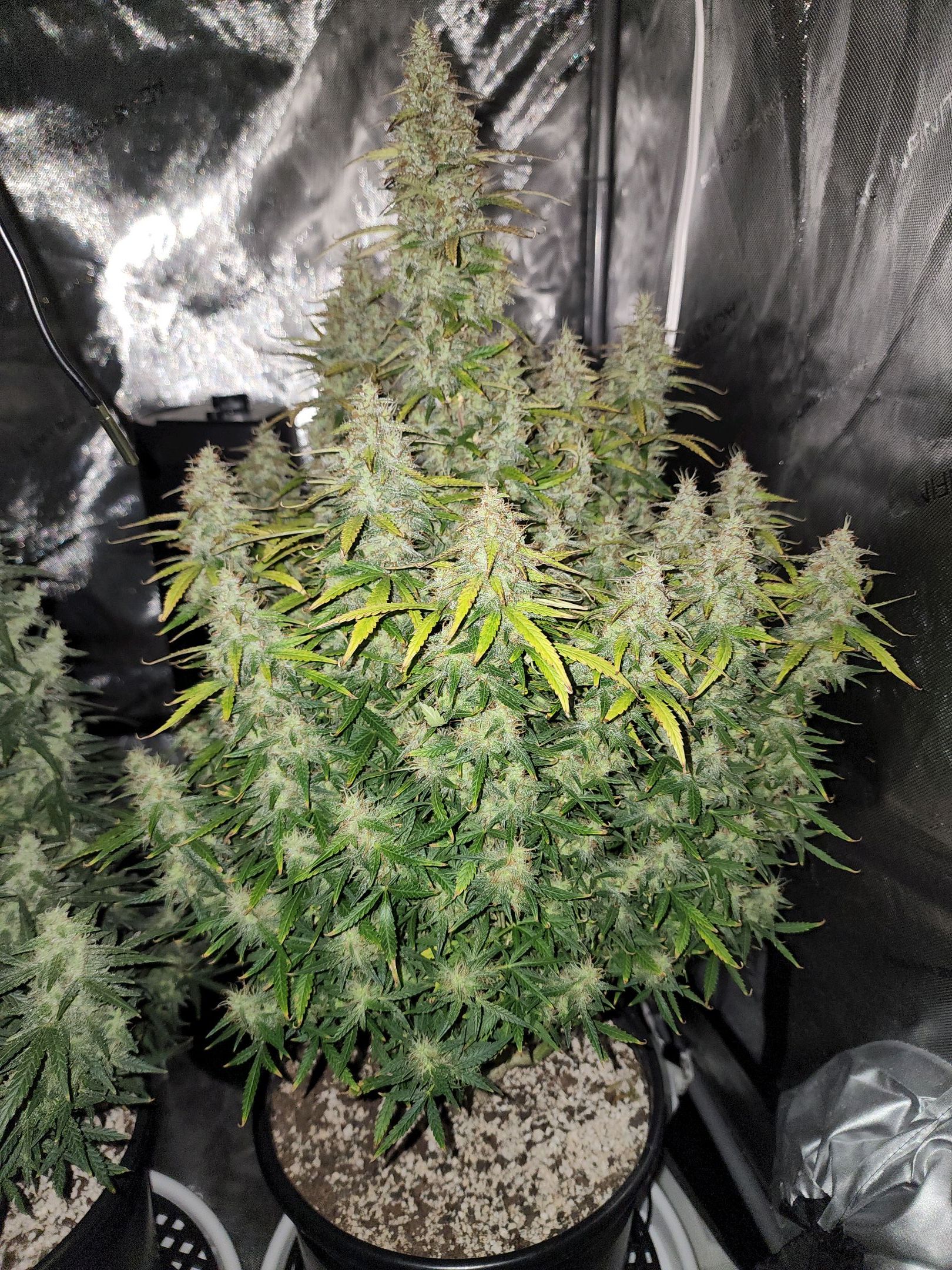 Critical Purple Auto growlog photo 89