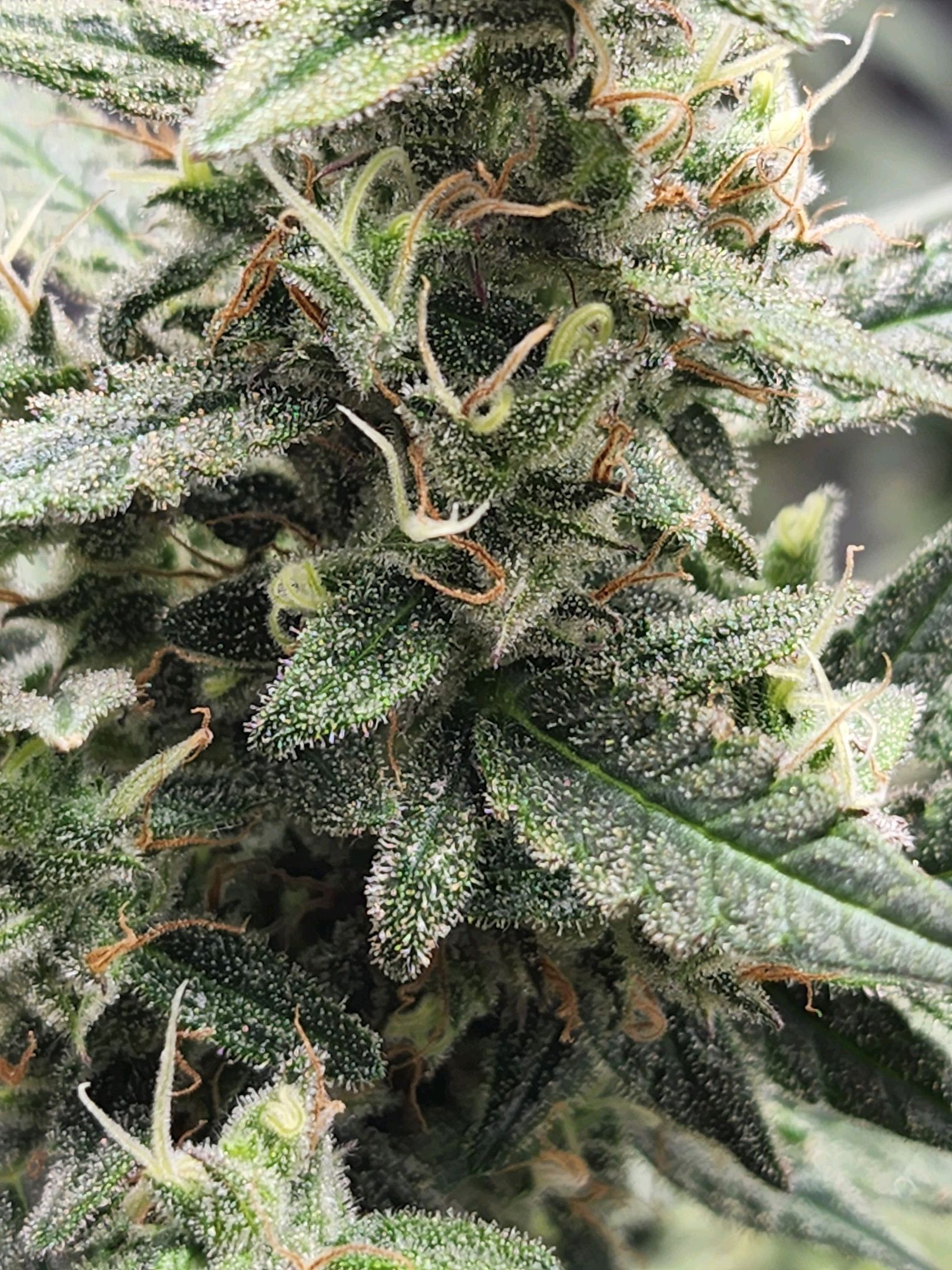 Critical Purple Auto growlog photo 92