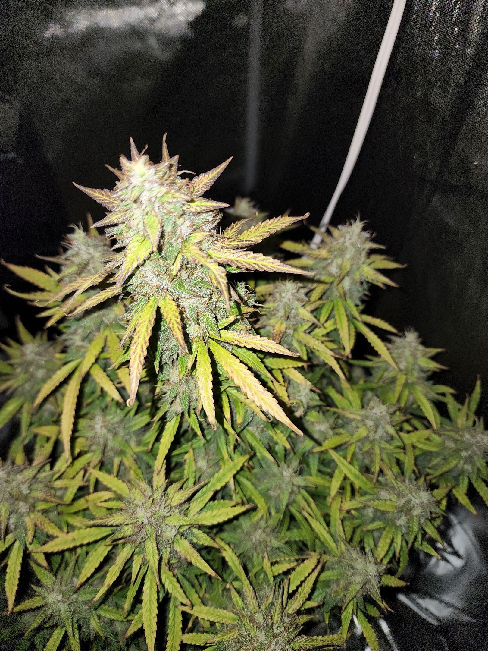 Critical Purple Auto growlog photo 95