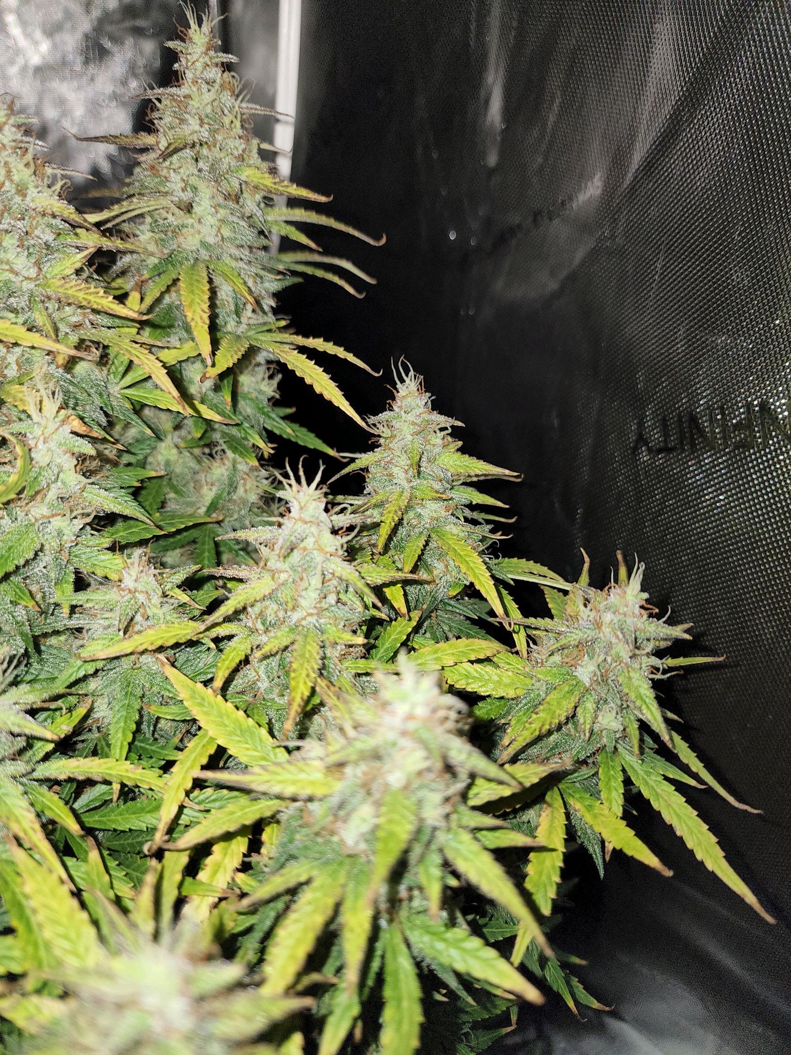 Critical Purple Auto growlog photo 98