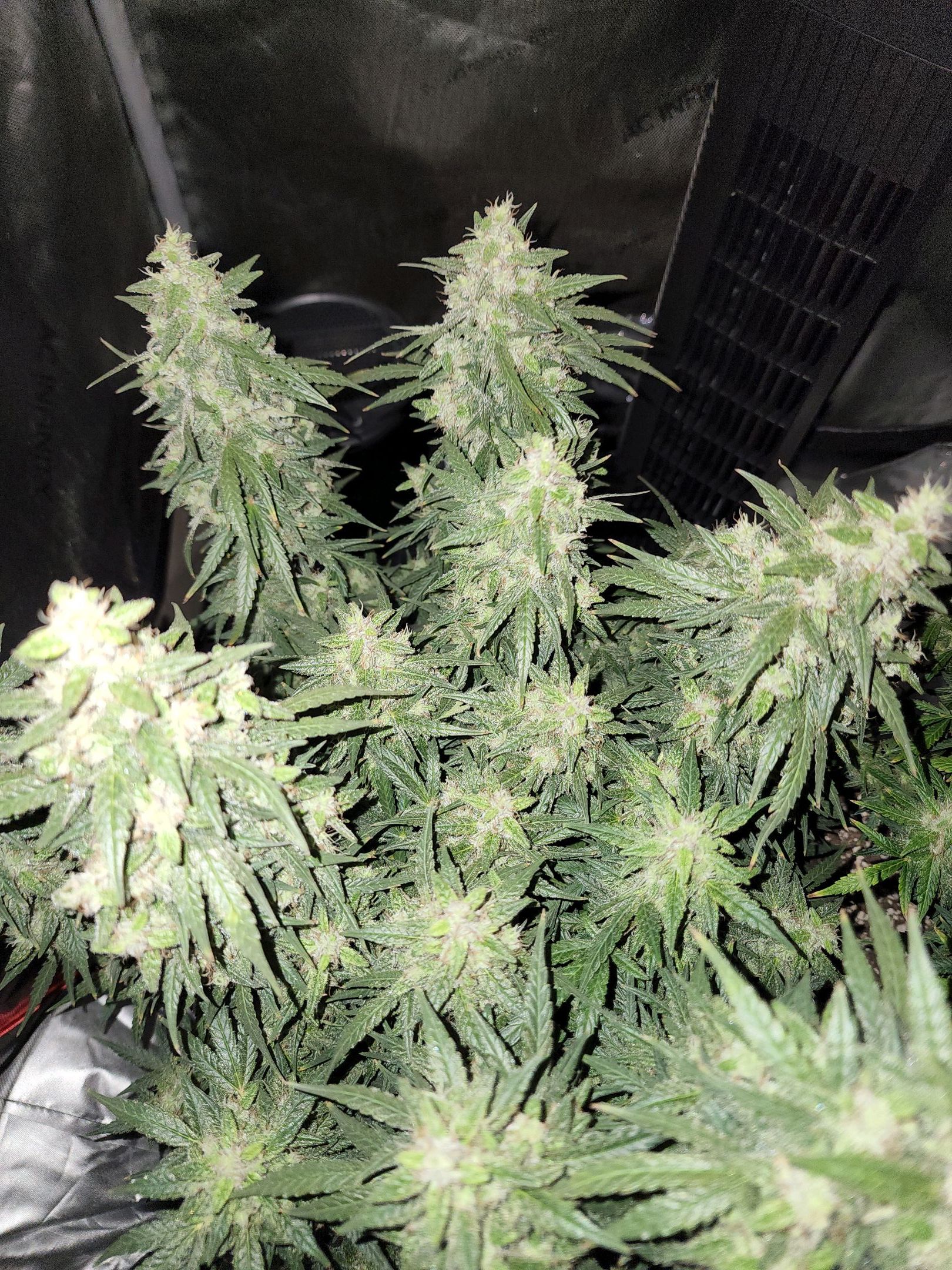 Critical Purple Auto growlog photo 101