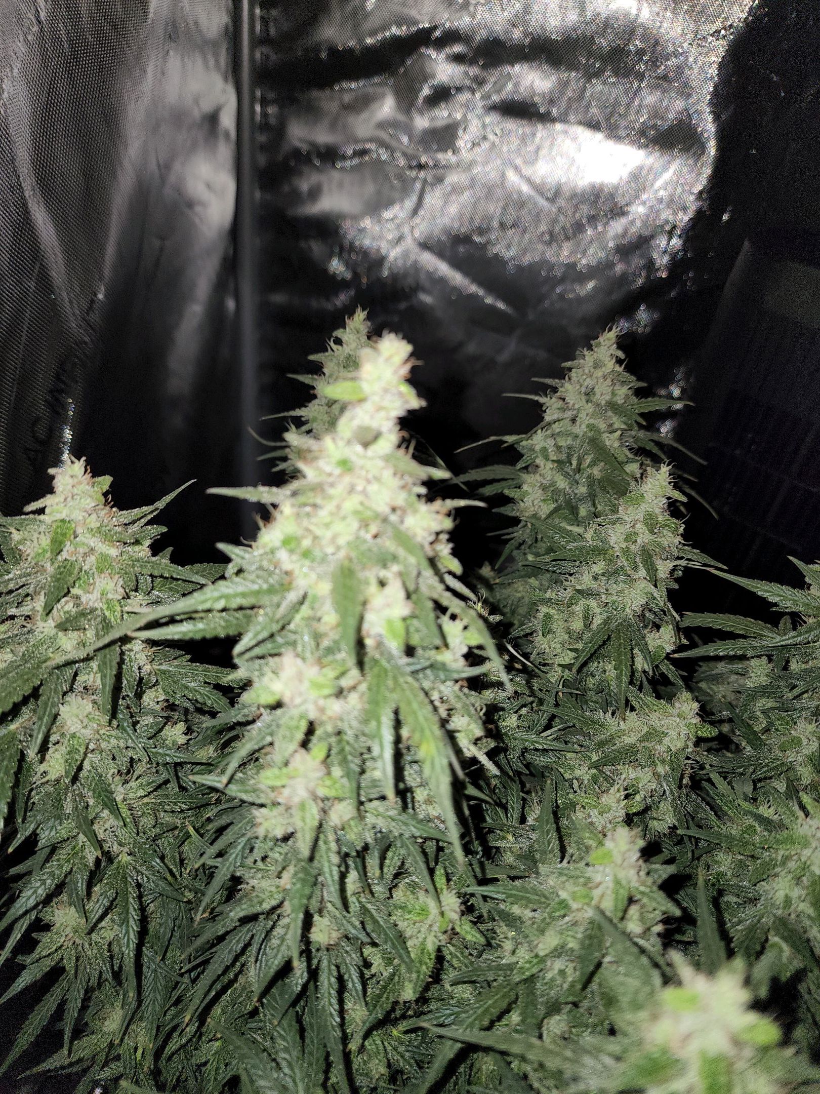 Critical Purple Auto growlog photo 104