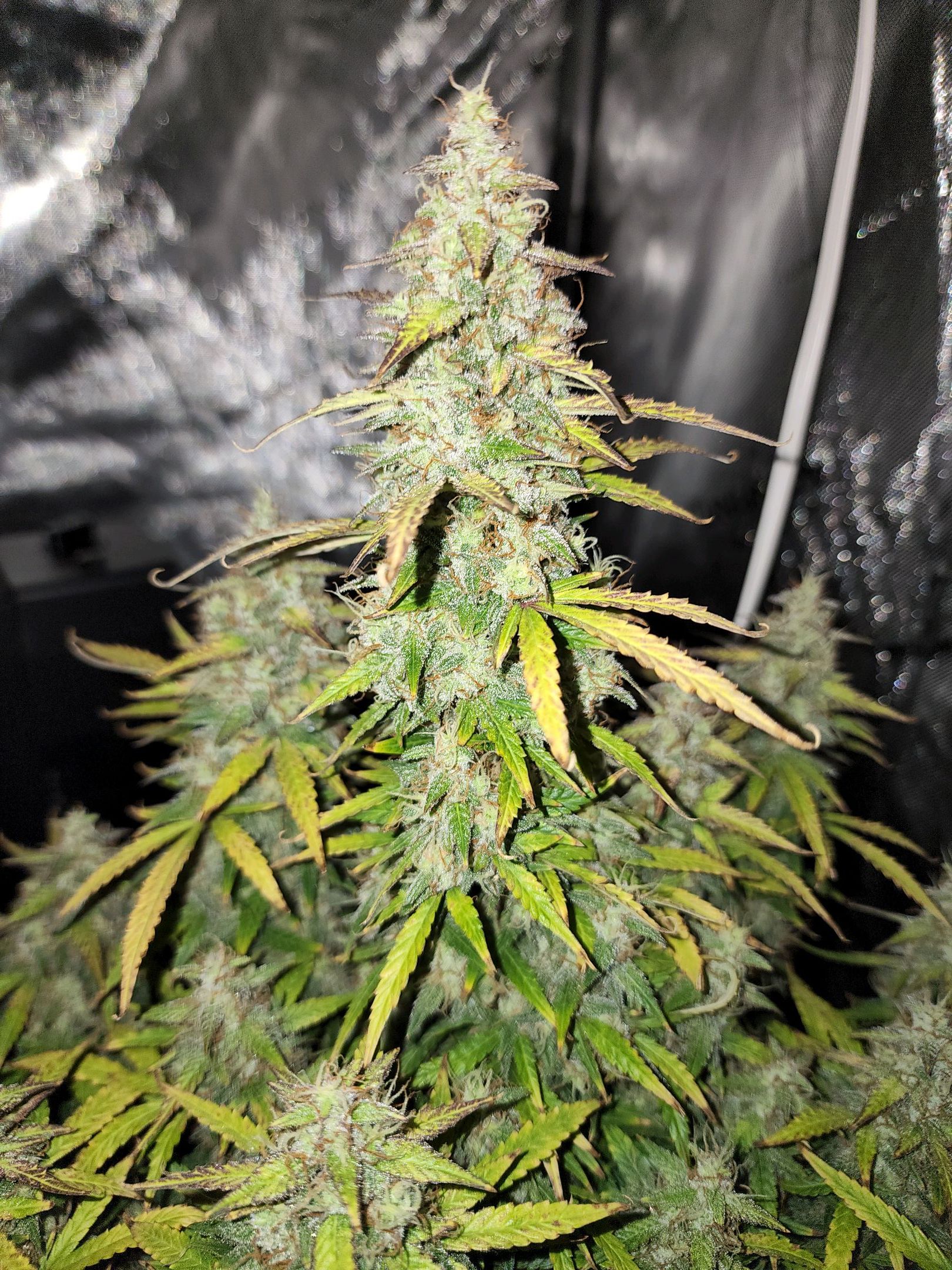 Critical Purple Auto growlog photo 108