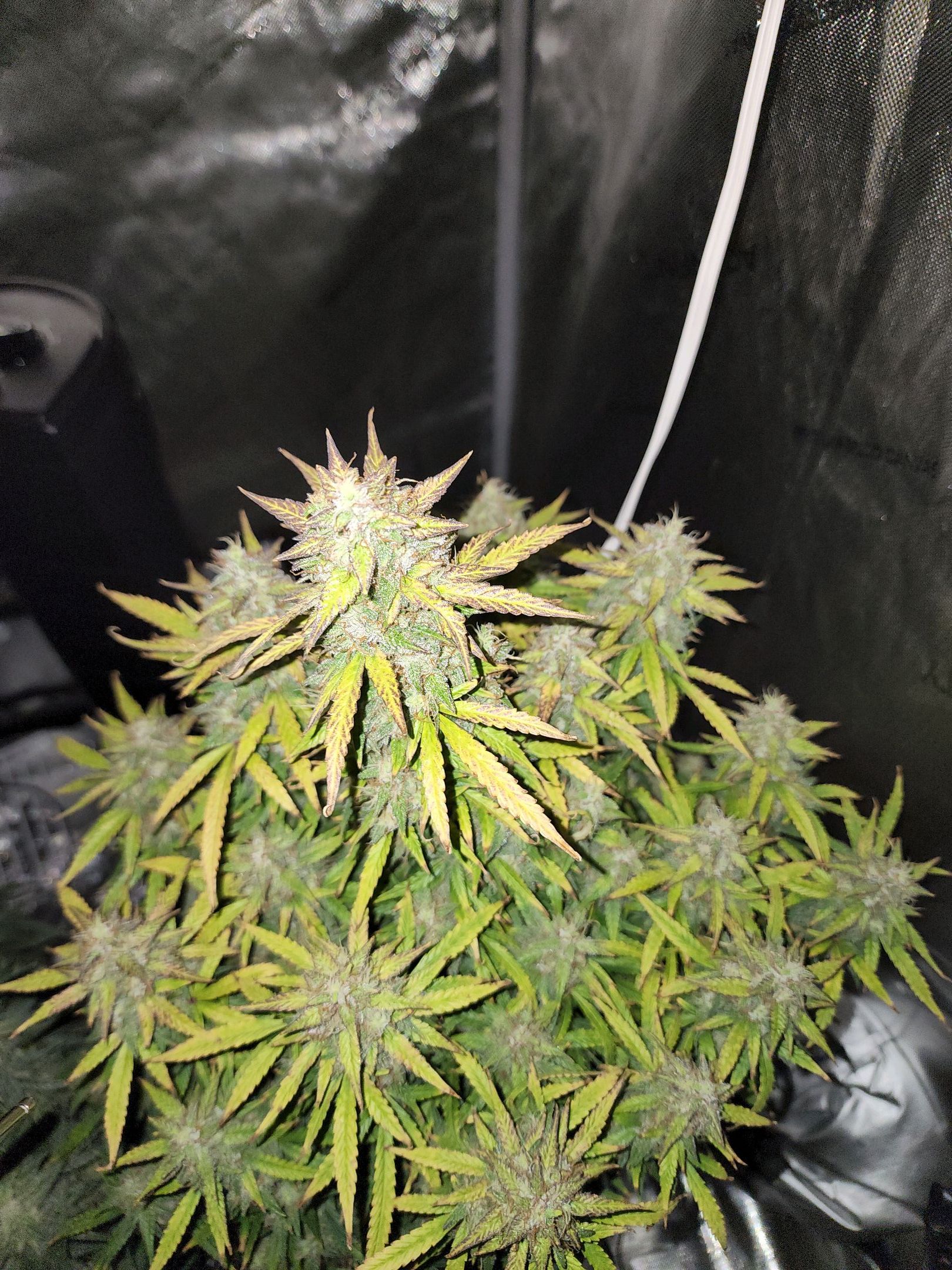 Critical Purple Auto growlog photo 110