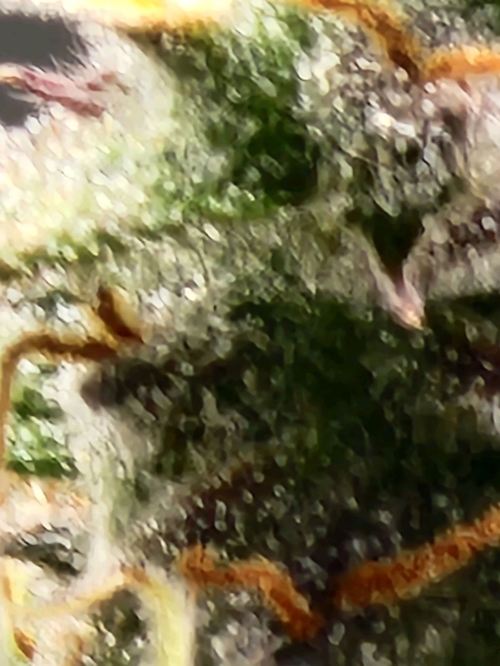 Critical Purple Auto growlog photo 91