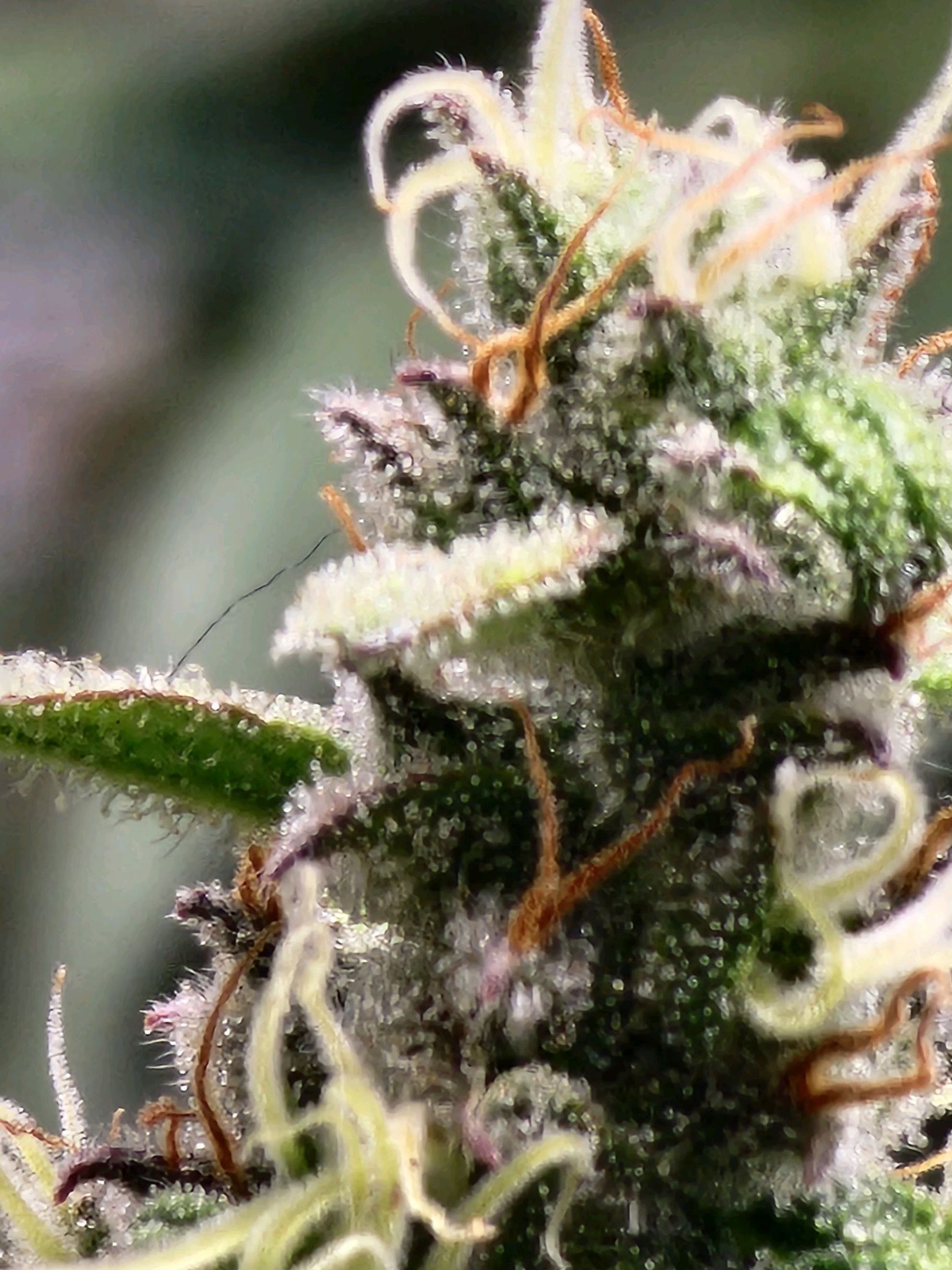 Critical Purple Auto growlog photo 85